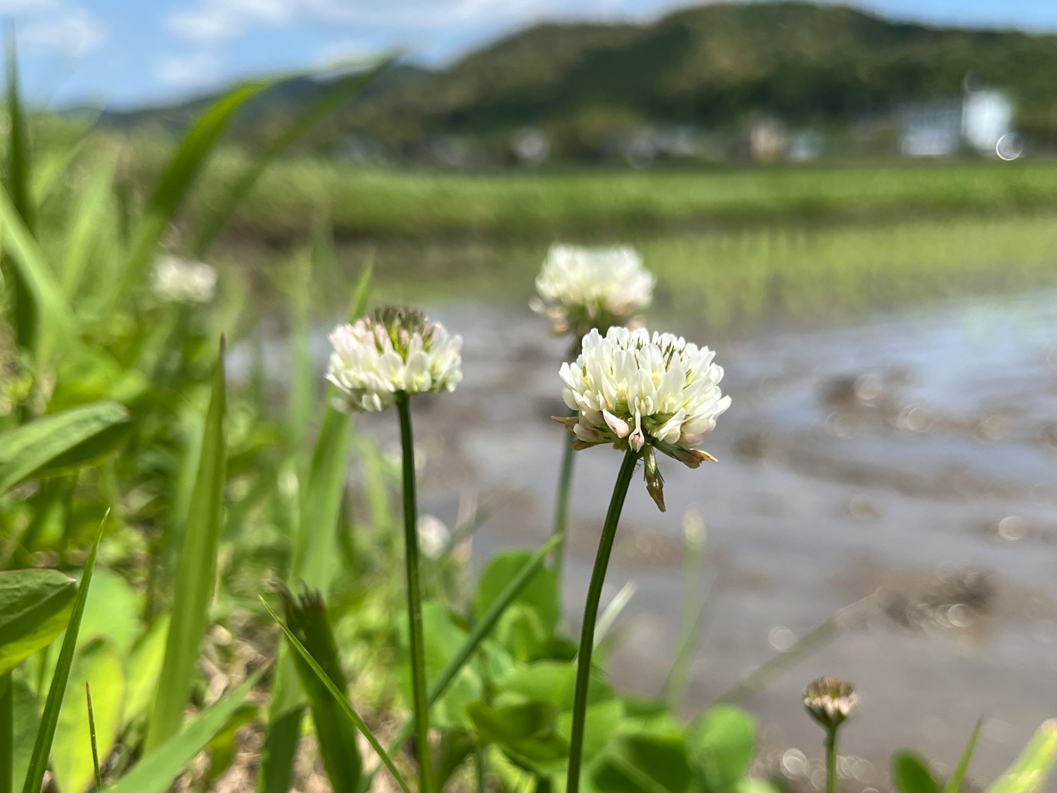 Fiori bianchi che fioriscono vicino all'acqua con erba verde lussureggiante