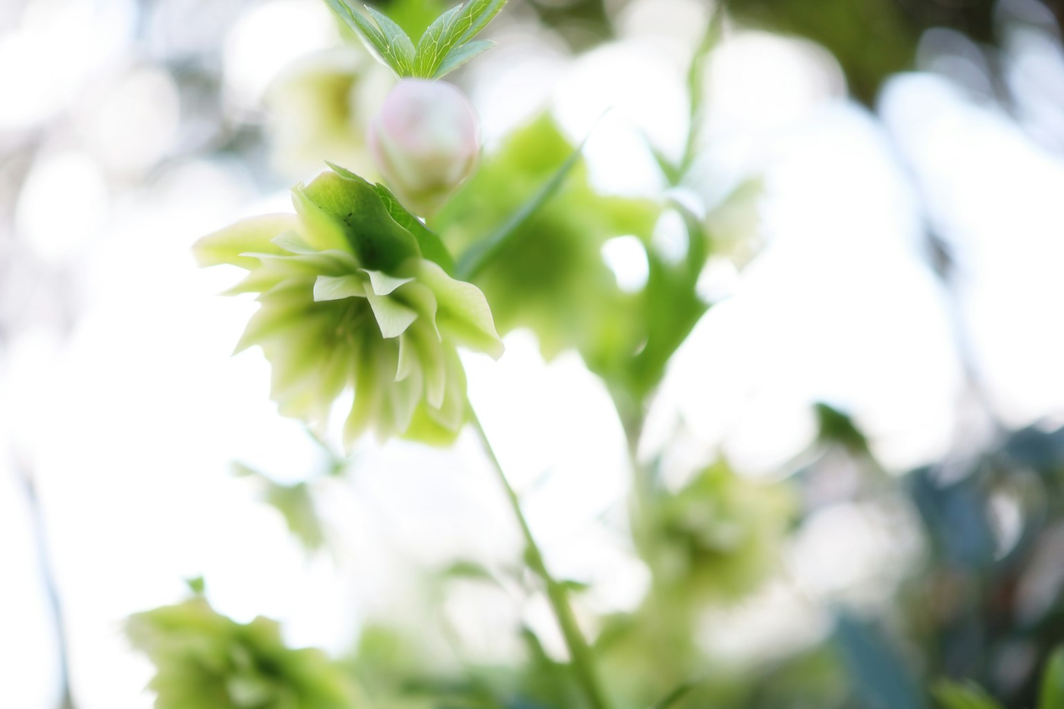 Un fiore verde si staglia su uno sfondo luminoso sfocato