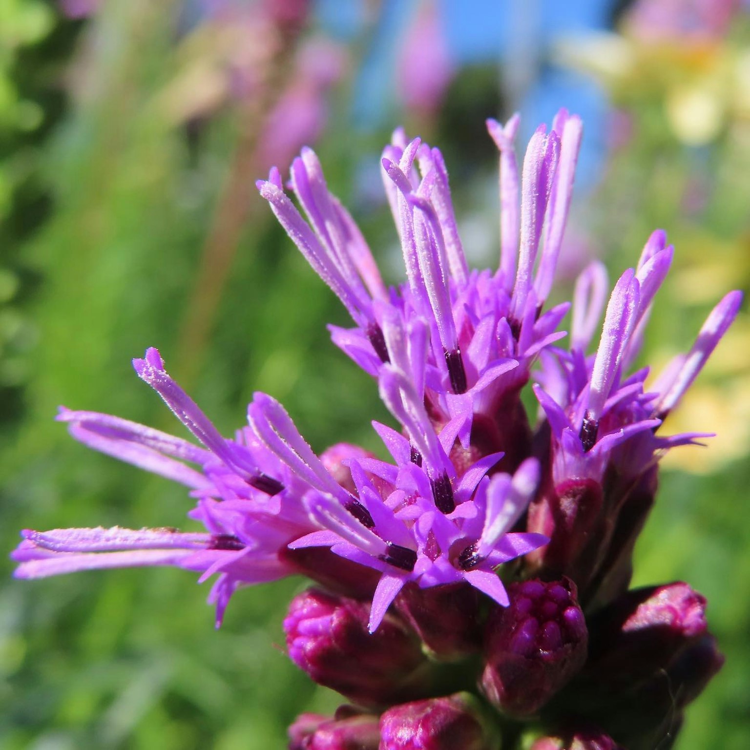 Gros plan d'une fleur violette avec des pétales allongés