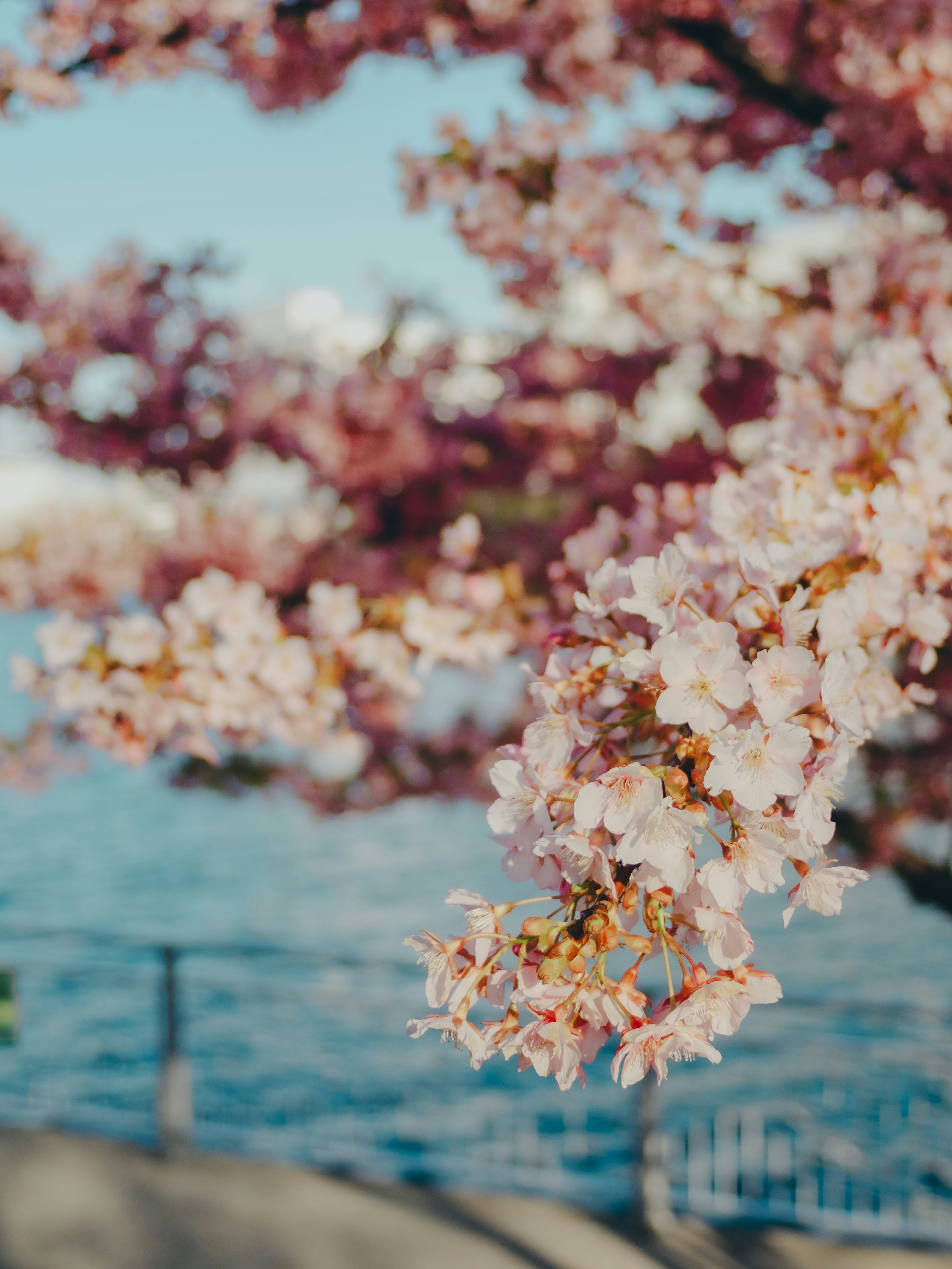 青い海を背景に咲く桜の花