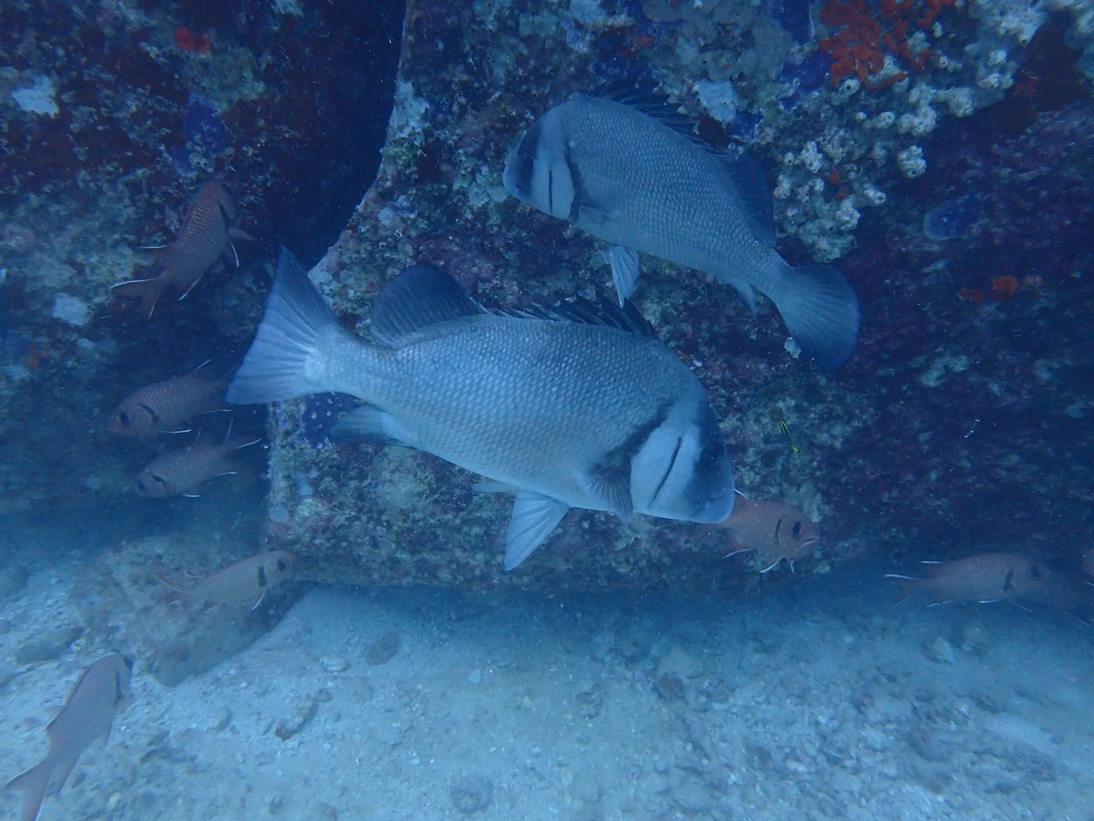 水下游動的灰色魚和背景中的另一條魚
