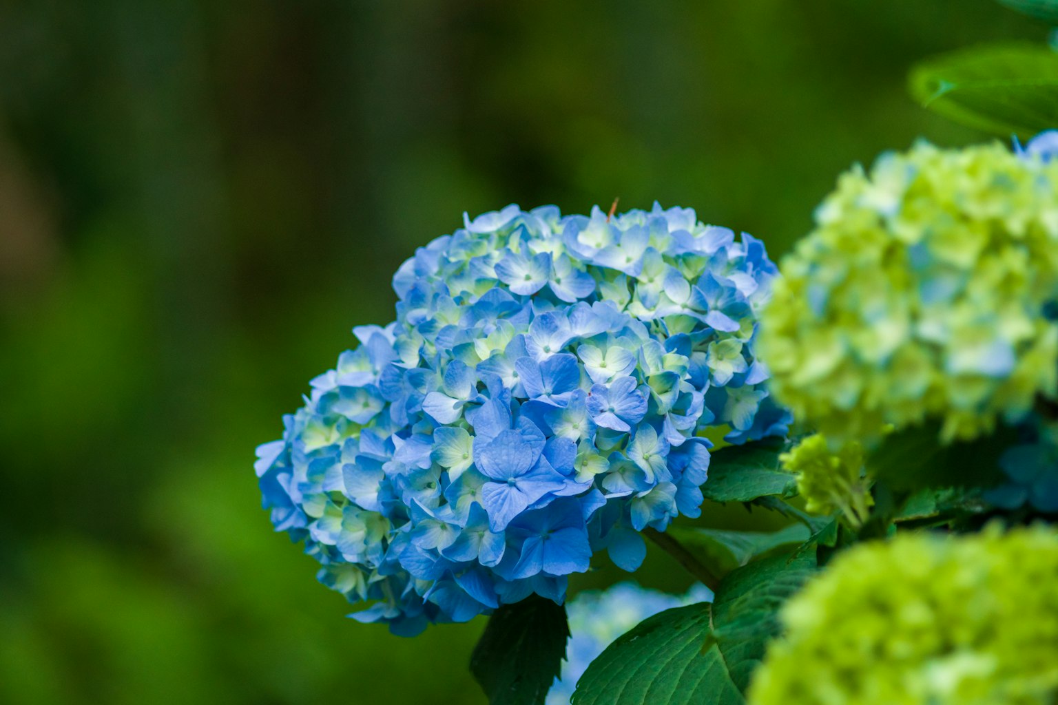 Blaue Hortensie sichtbar zwischen grünen Blättern