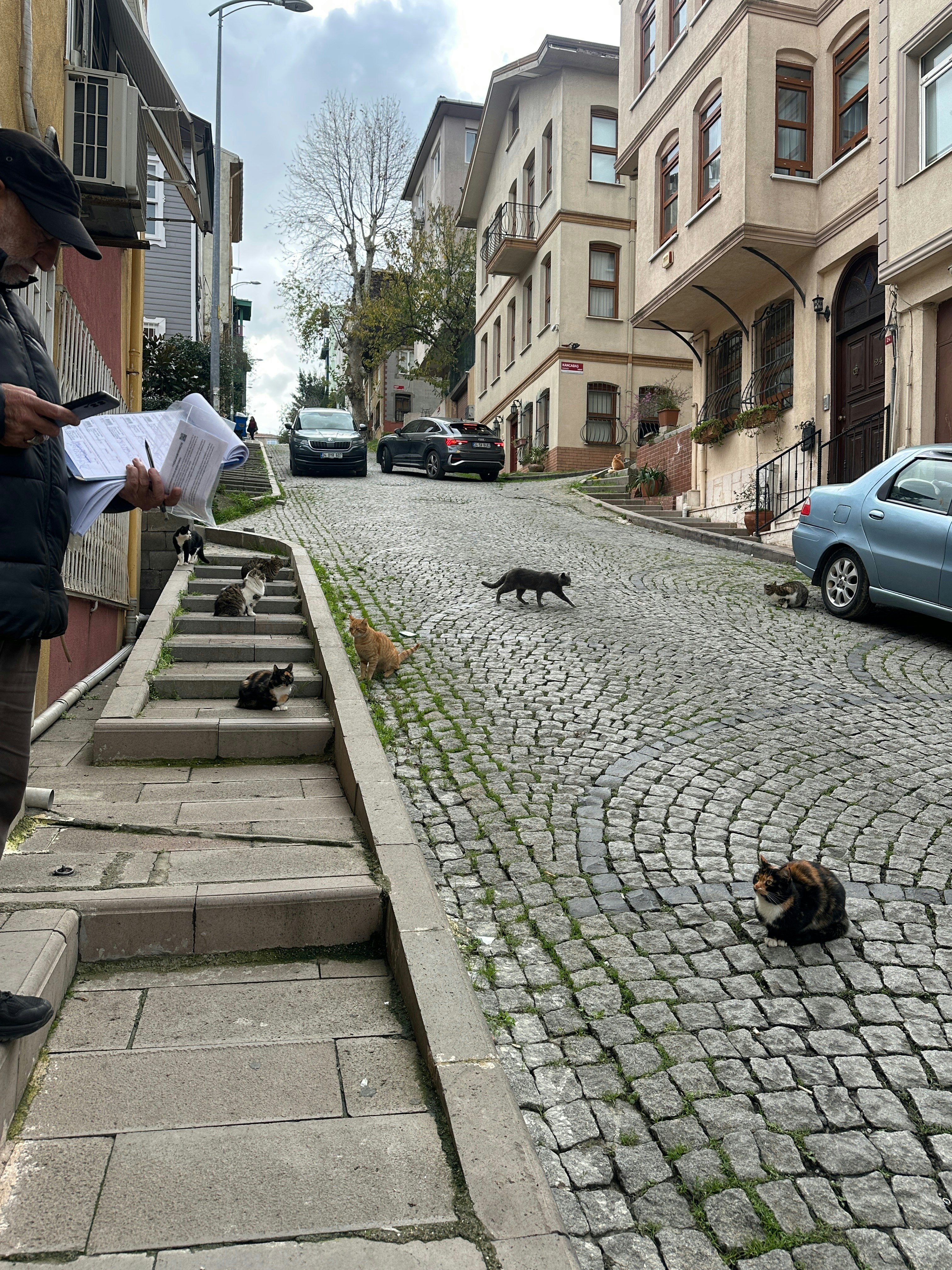 路地の石畳にいる犬と猫のいる街角