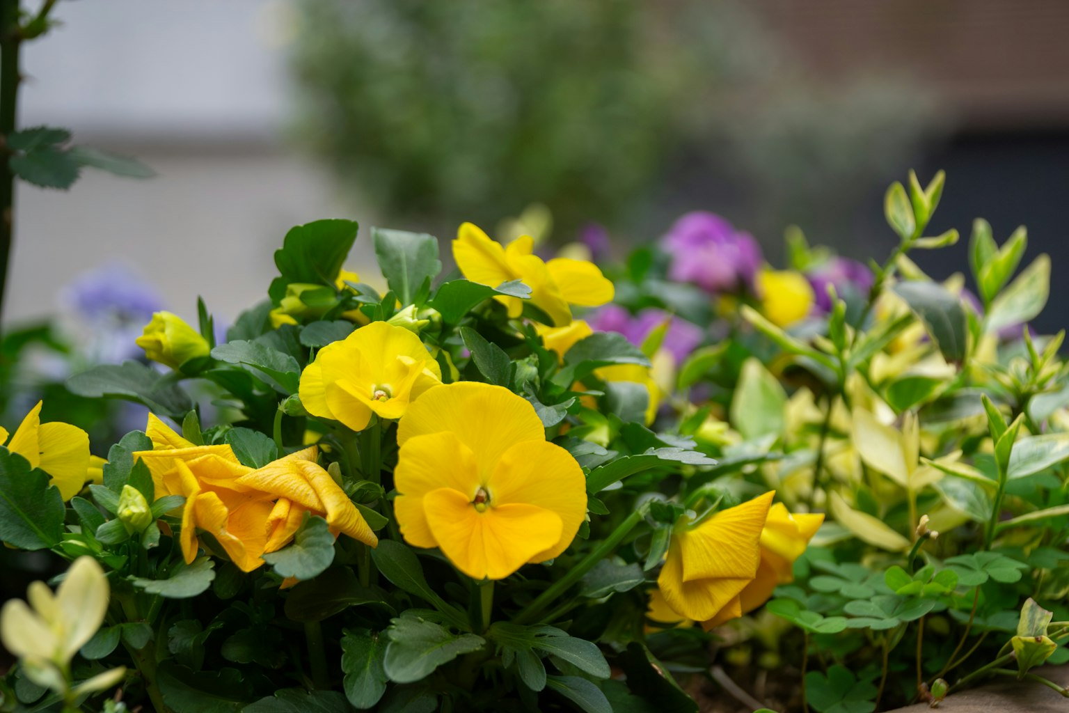 Colorful garden scene featuring vibrant yellow pansies and lush green foliage