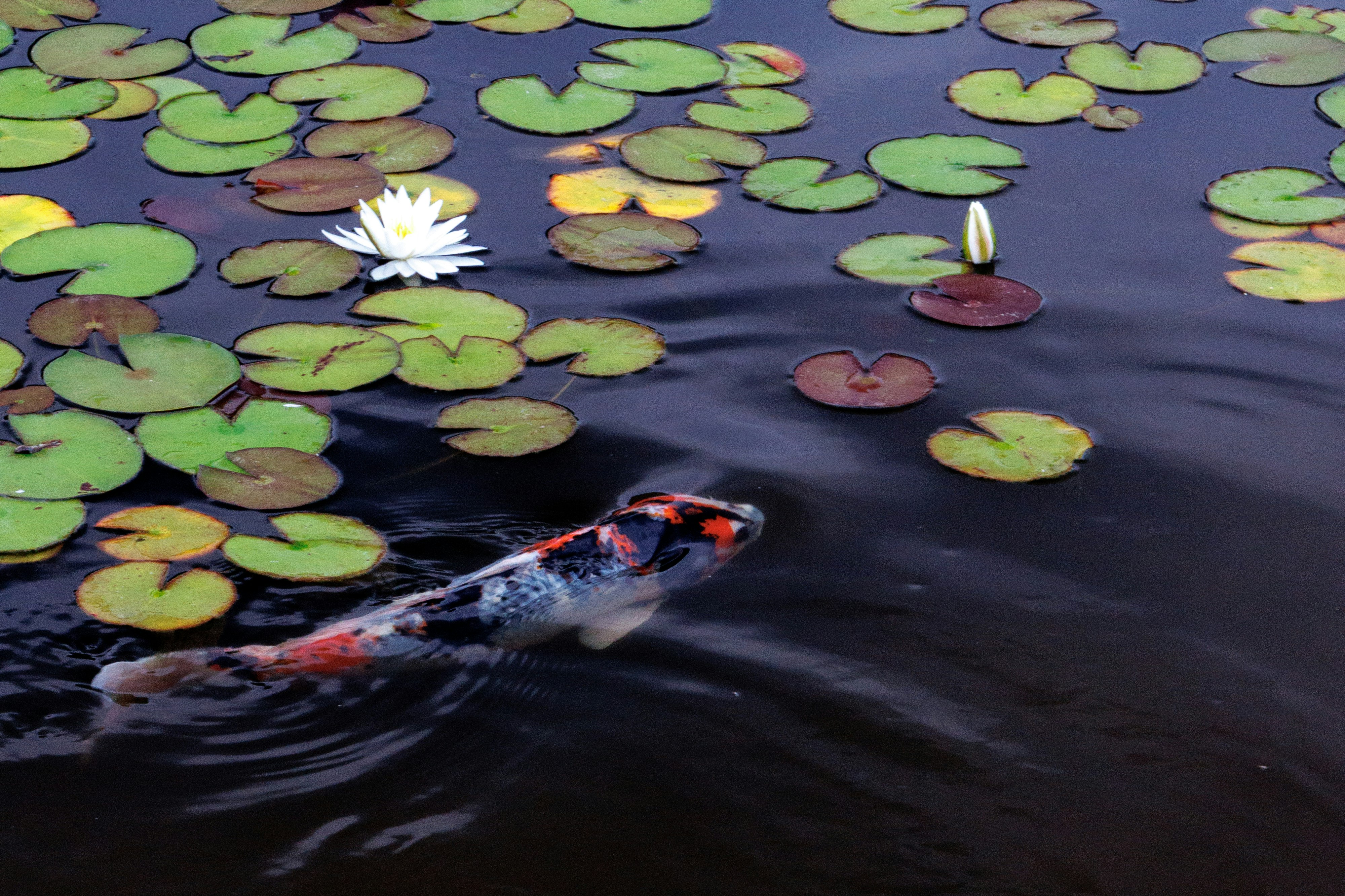 Fleur de lotus et carpes koï nageant à la surface d’un étang