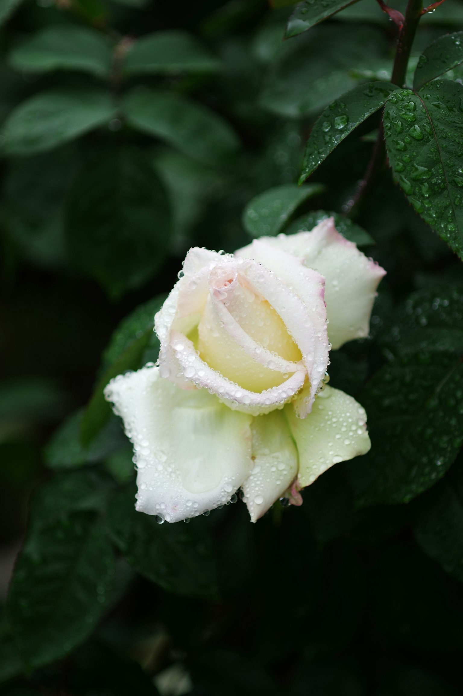 Cận cảnh hoa hồng trắng có viền hồng bao quanh bởi lá xanh