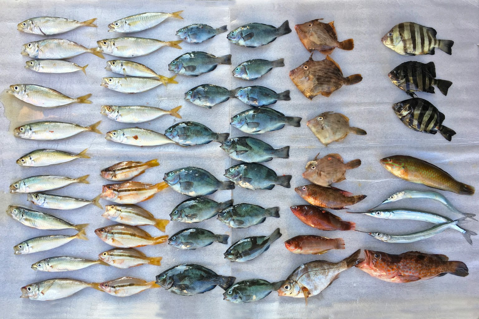 Poissons frais disposés en rangées ordonnées