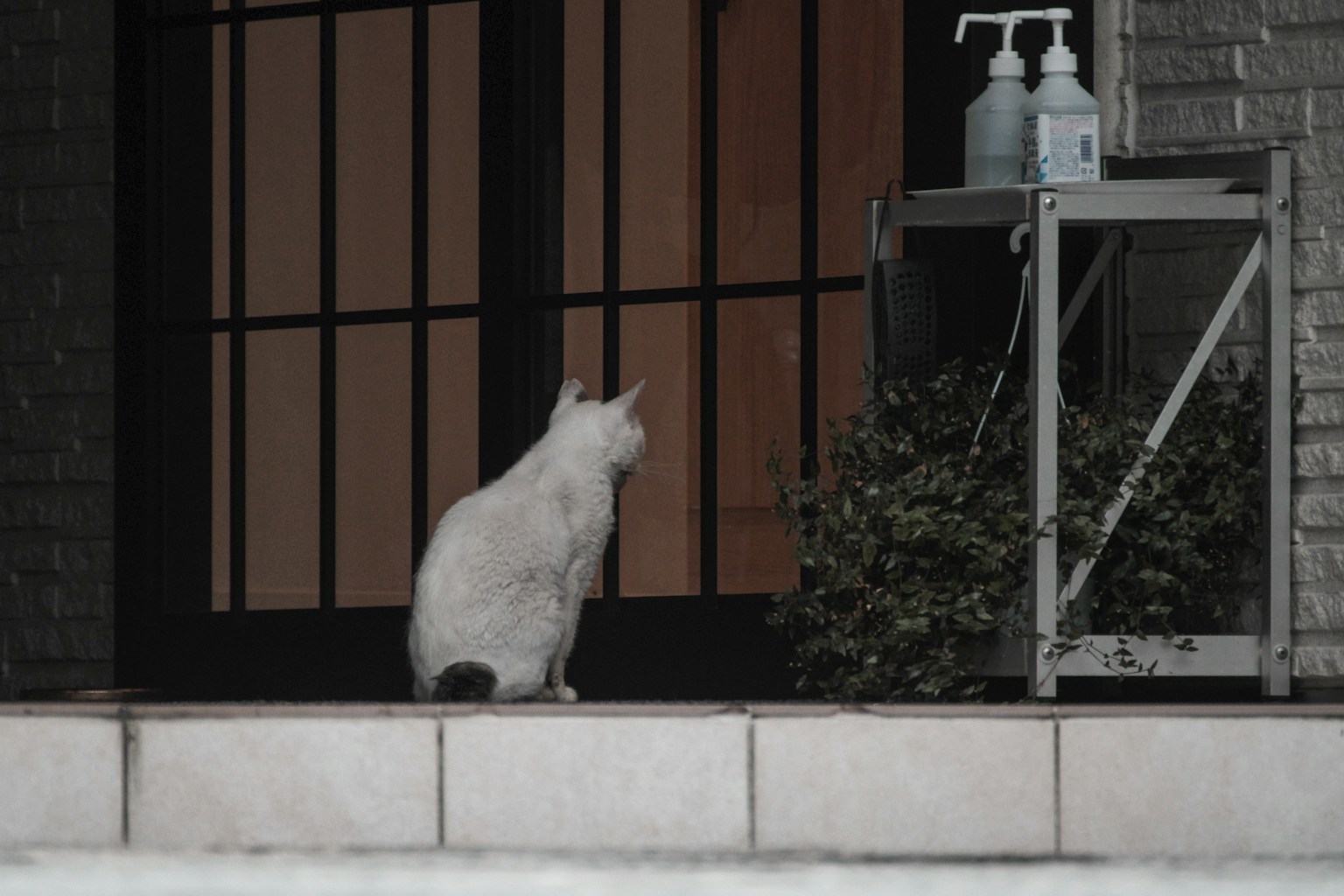 一只白猫坐在门前