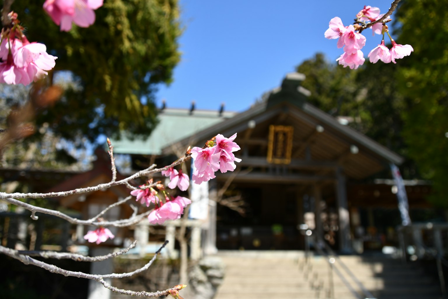 神社入口的樱花