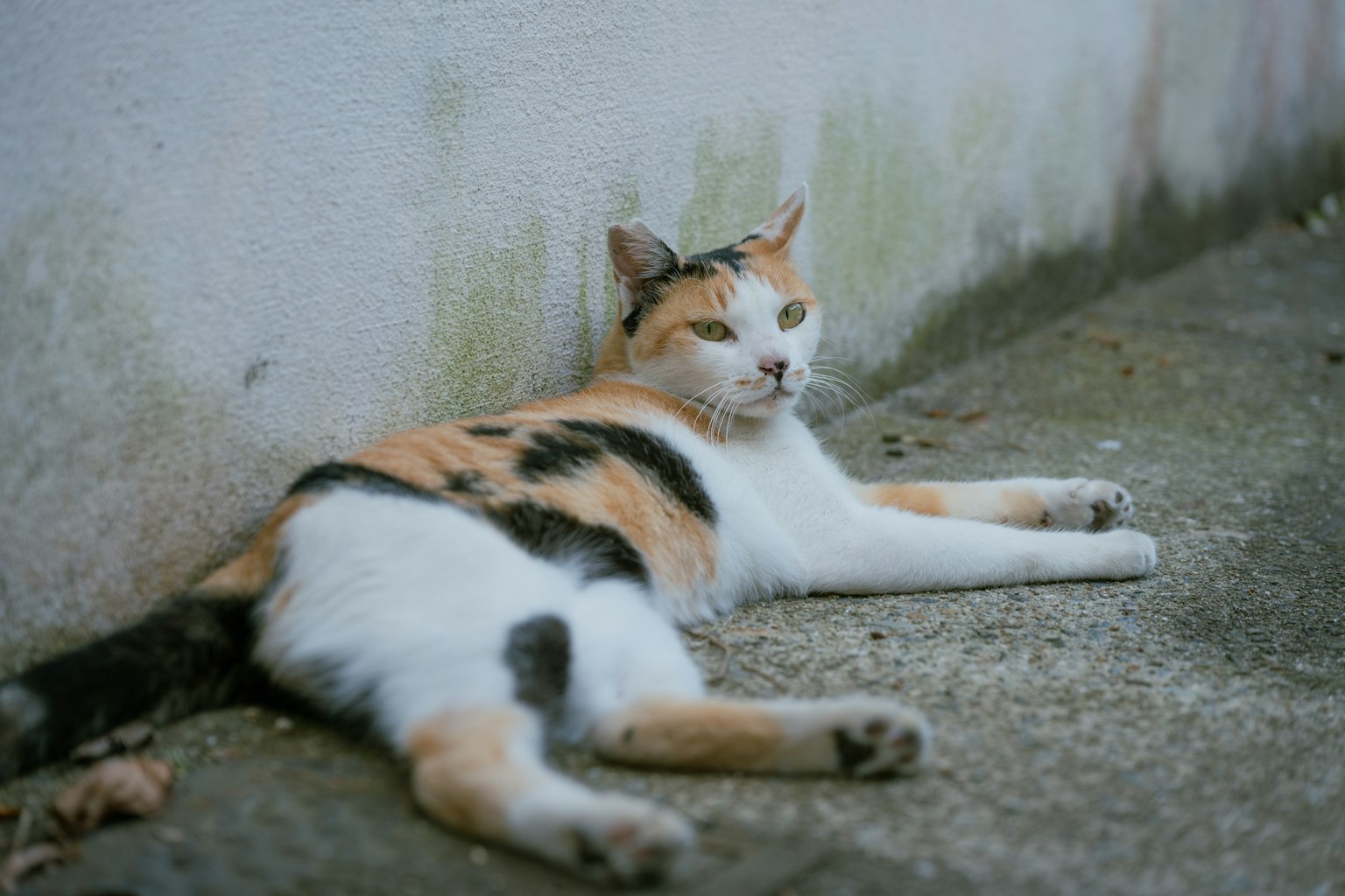 Un gatto calico con macchie nere e arancioni sdraiato vicino a un muro