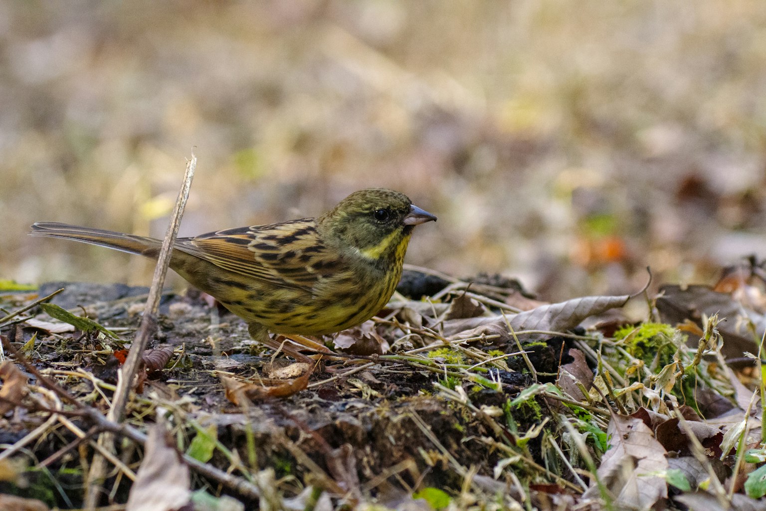 A small yellow bird among grass and leaves