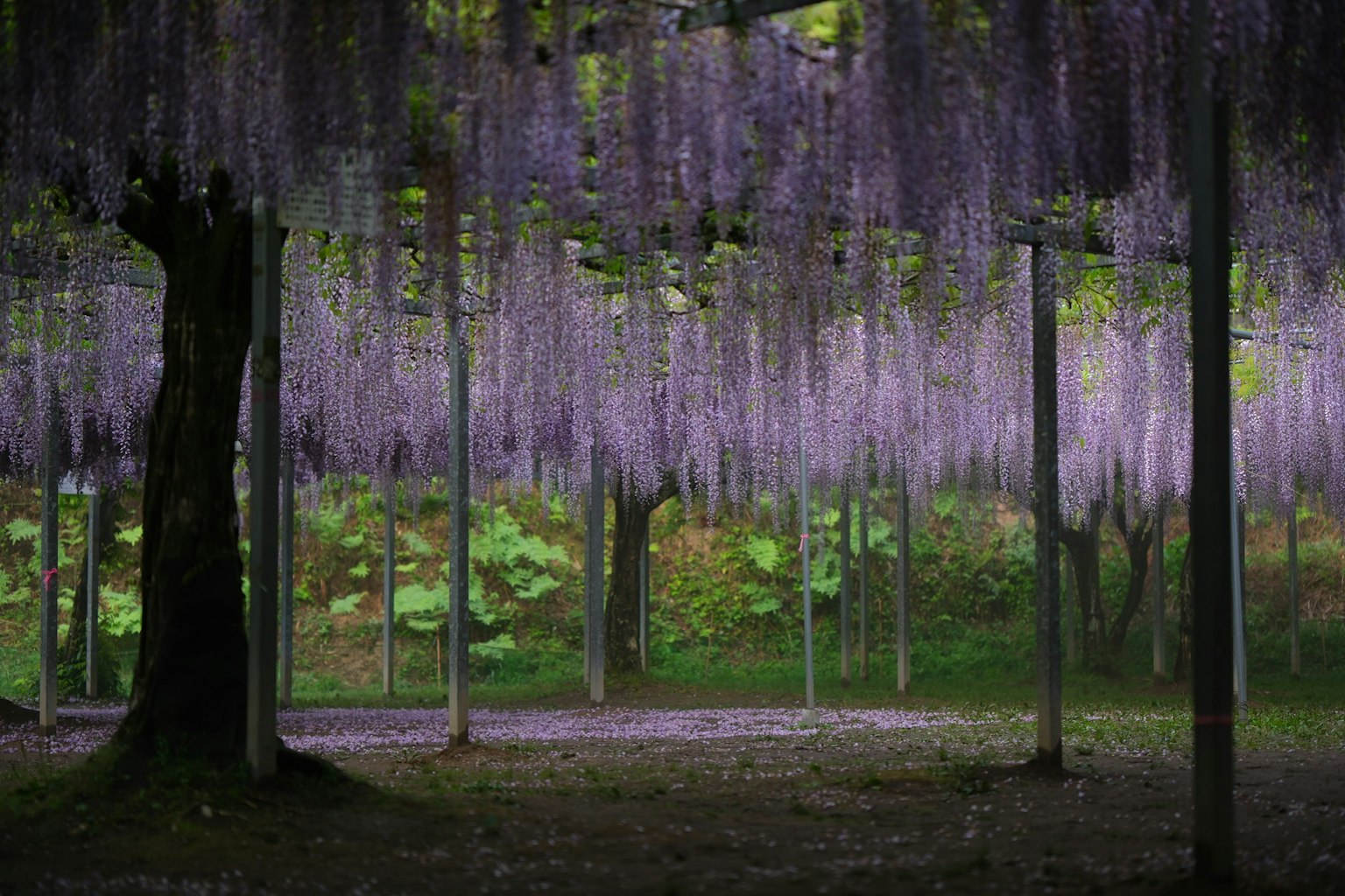 A stunning garden scene featuring cascading purple wisteria flowers