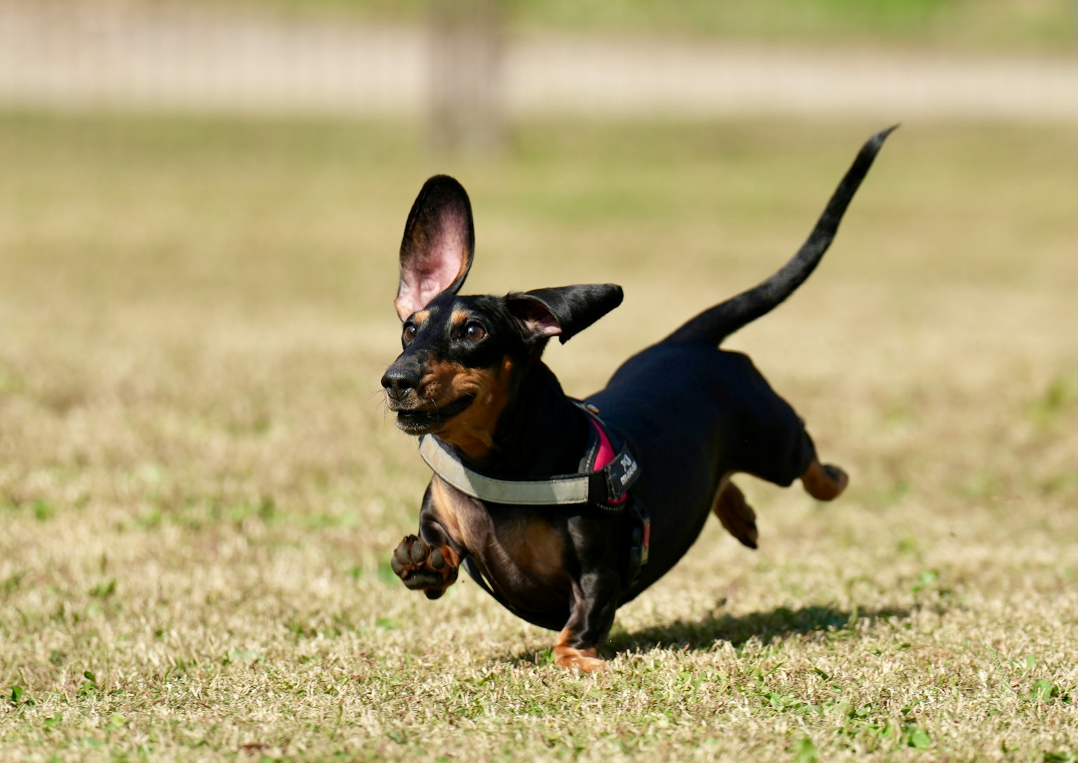 Seekor dachshund hitam berlari di atas rumput