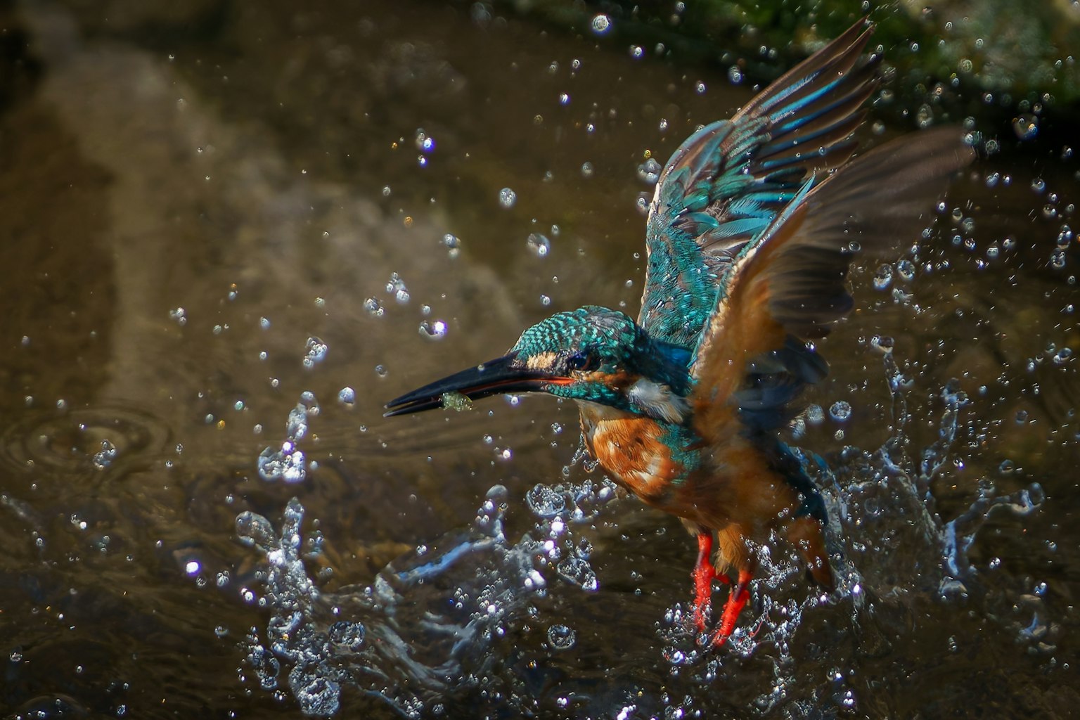 Seekor burung kingfisher yang cerah terbang dari air dengan ikan di paruhnya