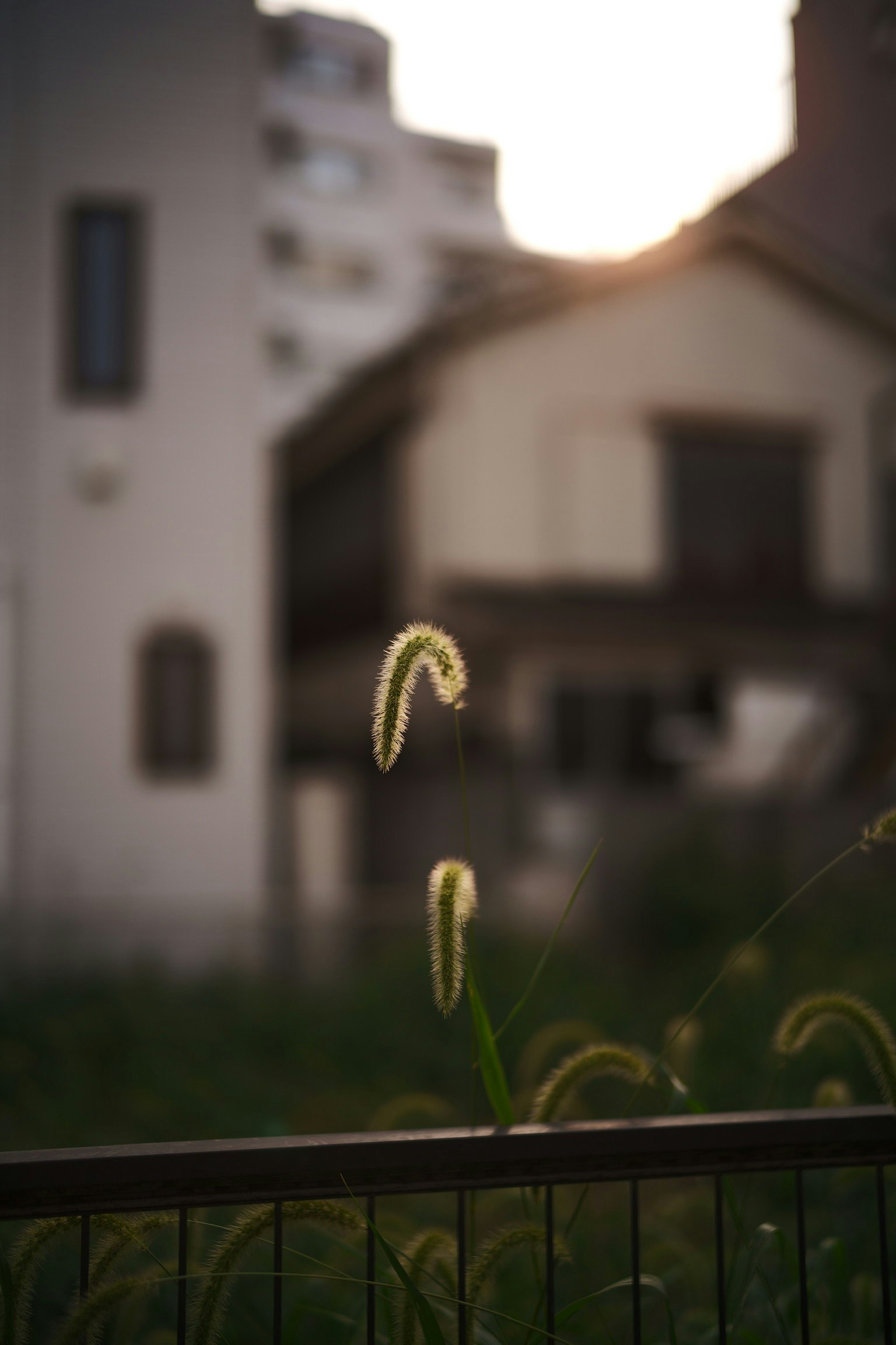 A grass flower silhouetted against the sunset with blurred buildings in the background