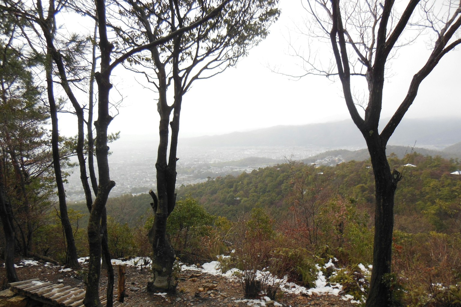 안개 낀 산 풍경과 나무 실루엣