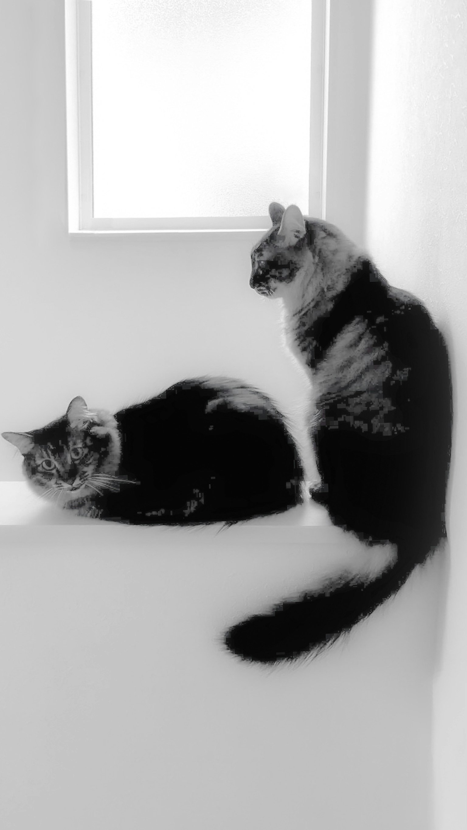 Deux chats assis près d'une fenêtre dans une image en noir et blanc