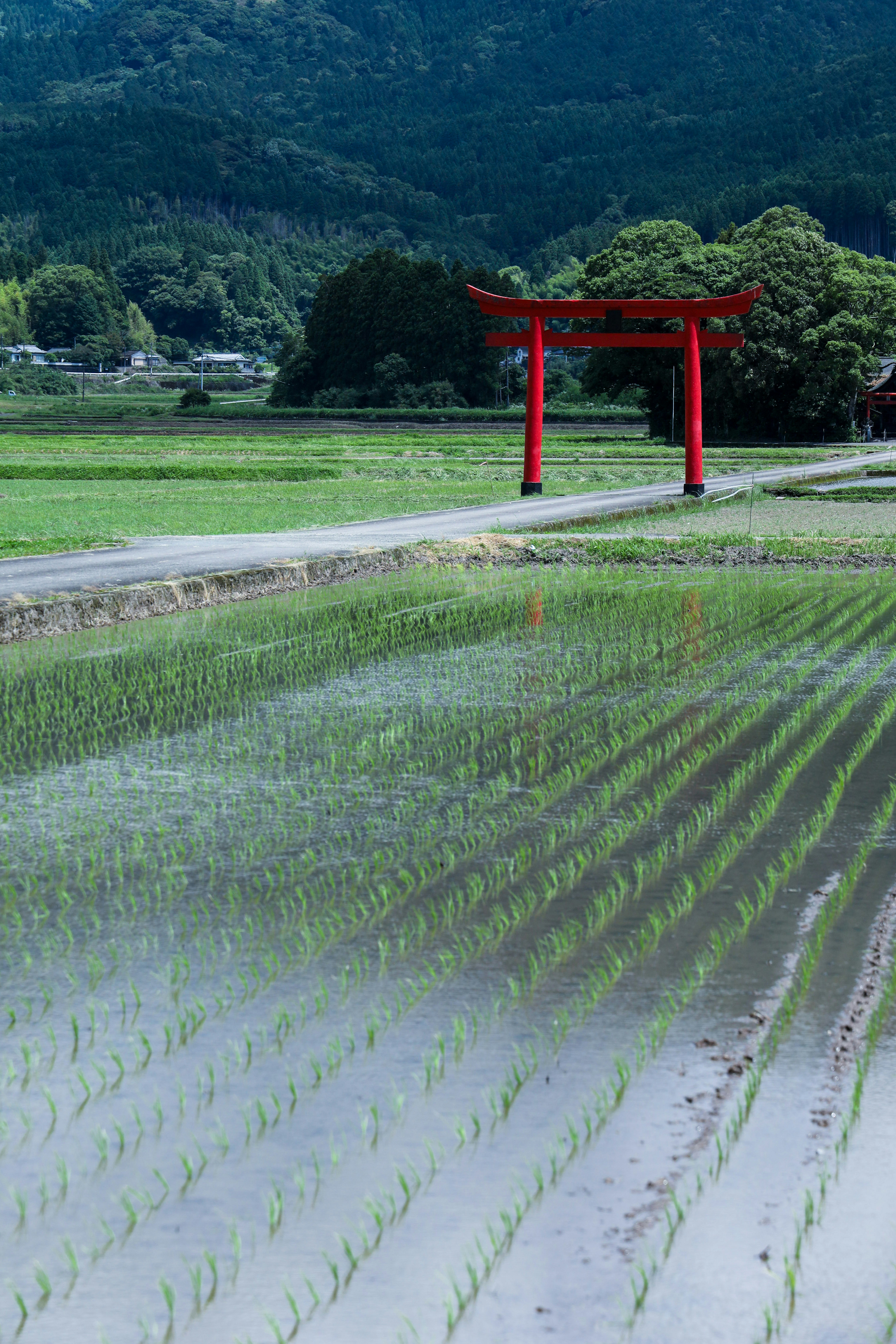 田んぼの畦道と鳥居のある神社風景