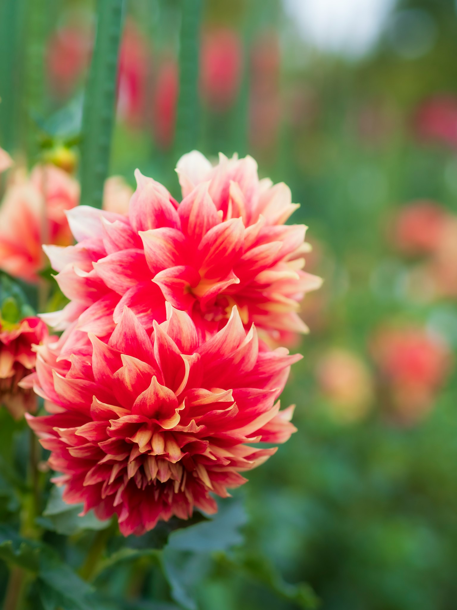 Những bông hoa dahlia đỏ và kem đẹp nở trong vườn