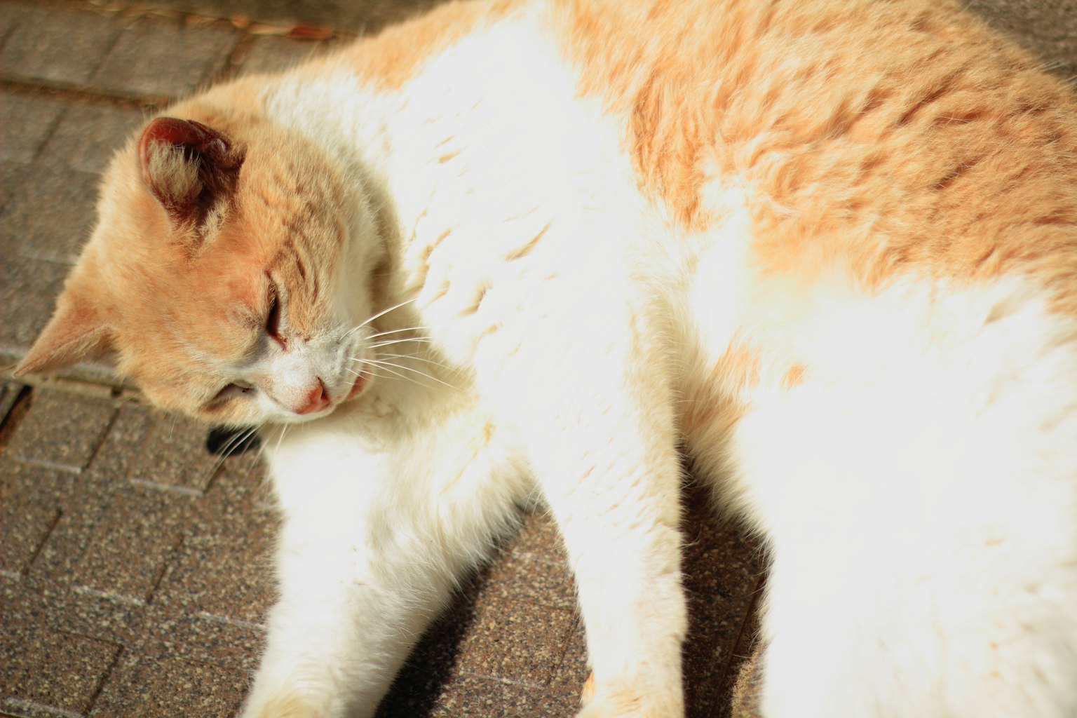 Kucing oranye dan putih yang santai tidur di bawah sinar matahari