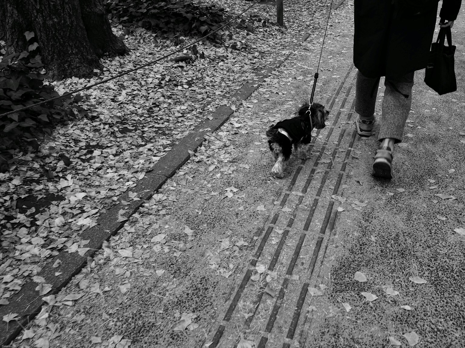Black and white photo of a dog walking on fallen leaves with its owner
