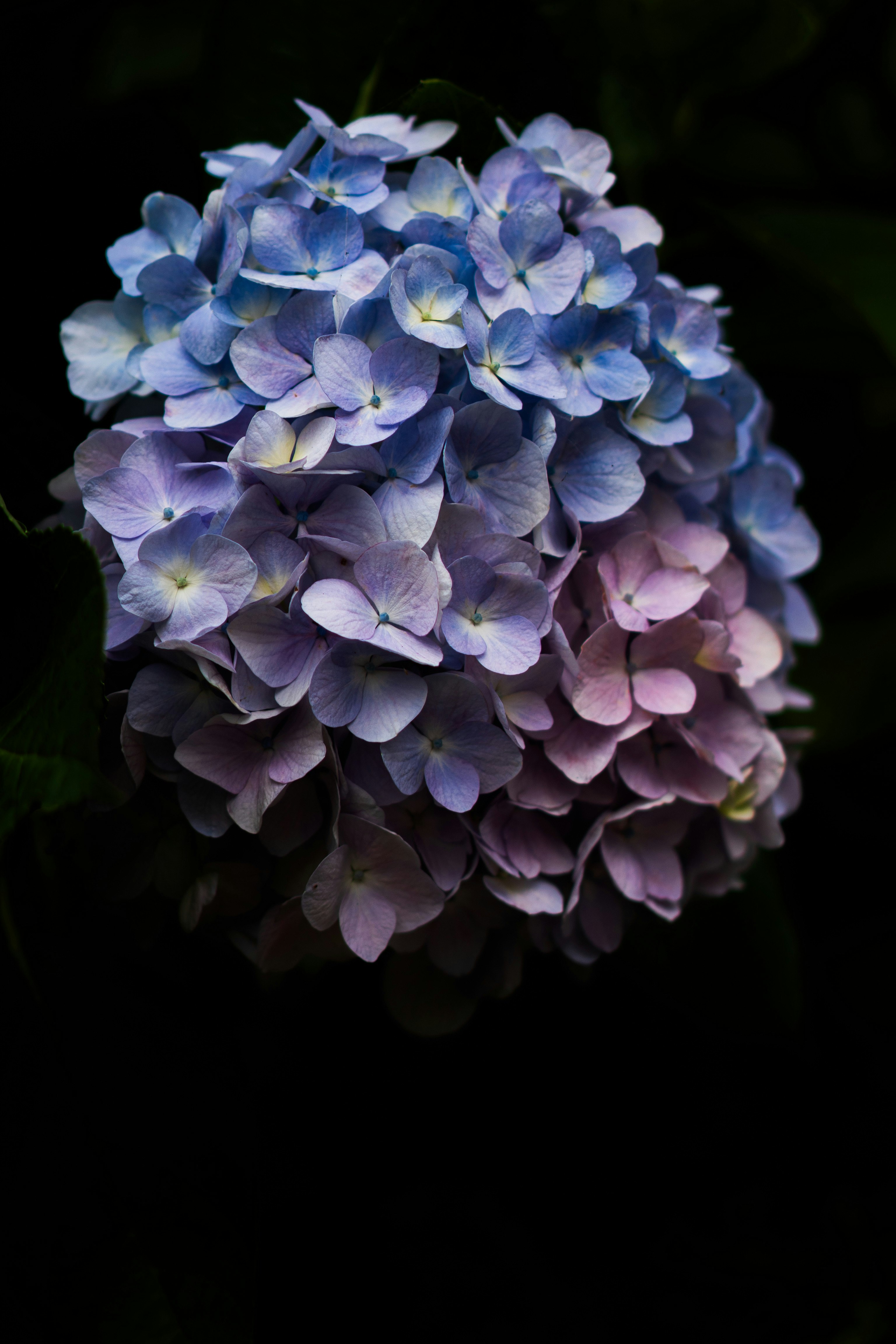 青紫のアジサイの花束のようなクローズアップ