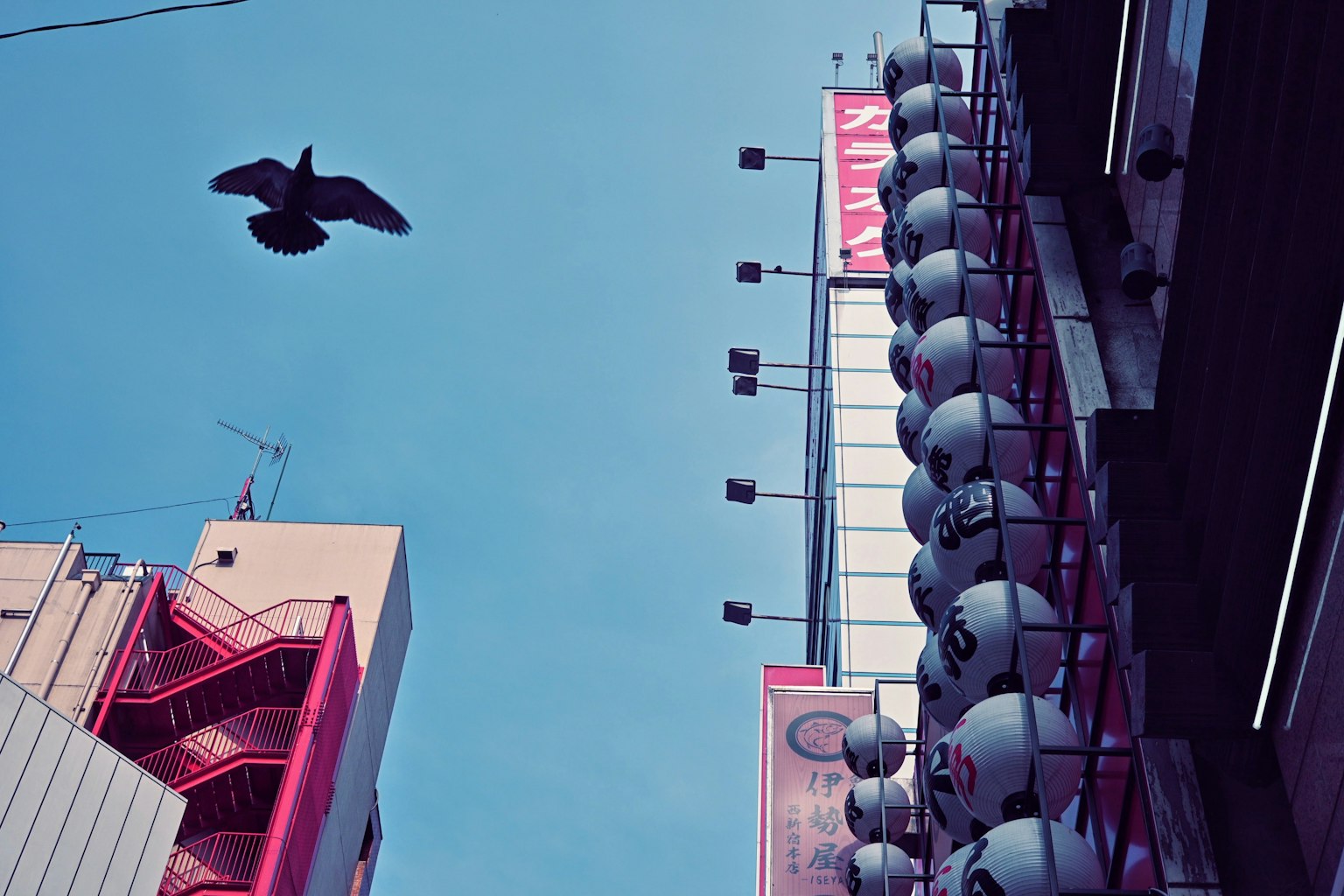 Ein Vogel fliegt unter einem blauen Himmel neben einem Gebäude mit hängenden Laternen