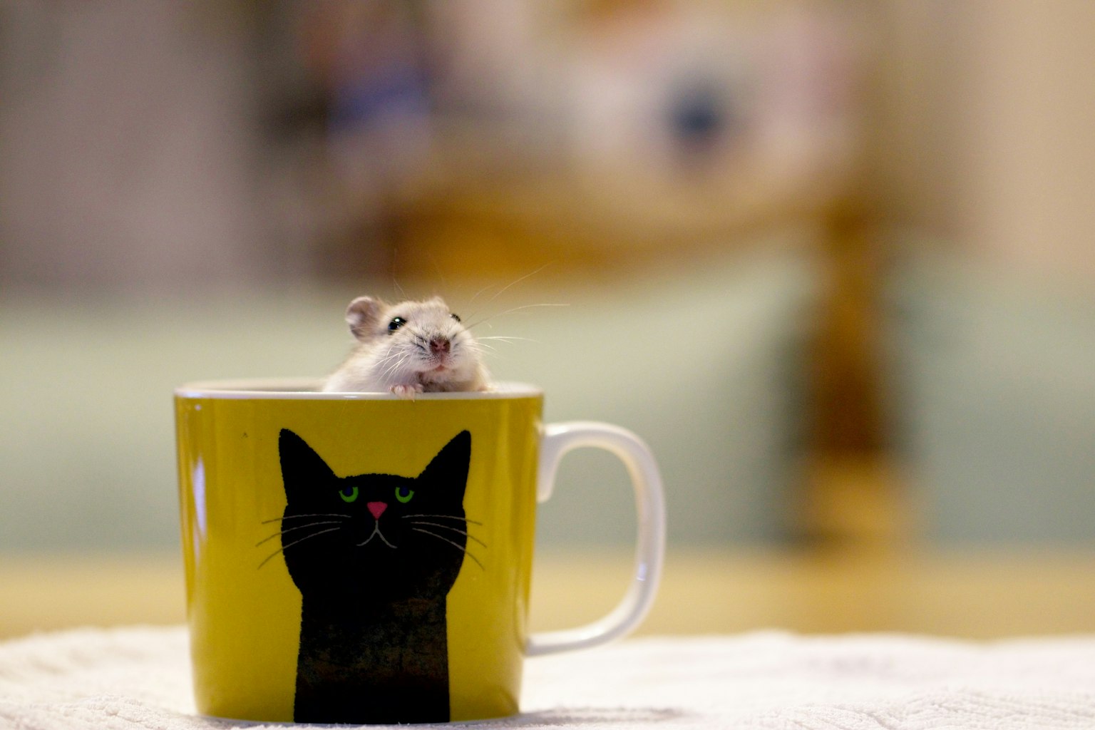 Un hamster qui sort de mug jaune avec une illustration de chat noir