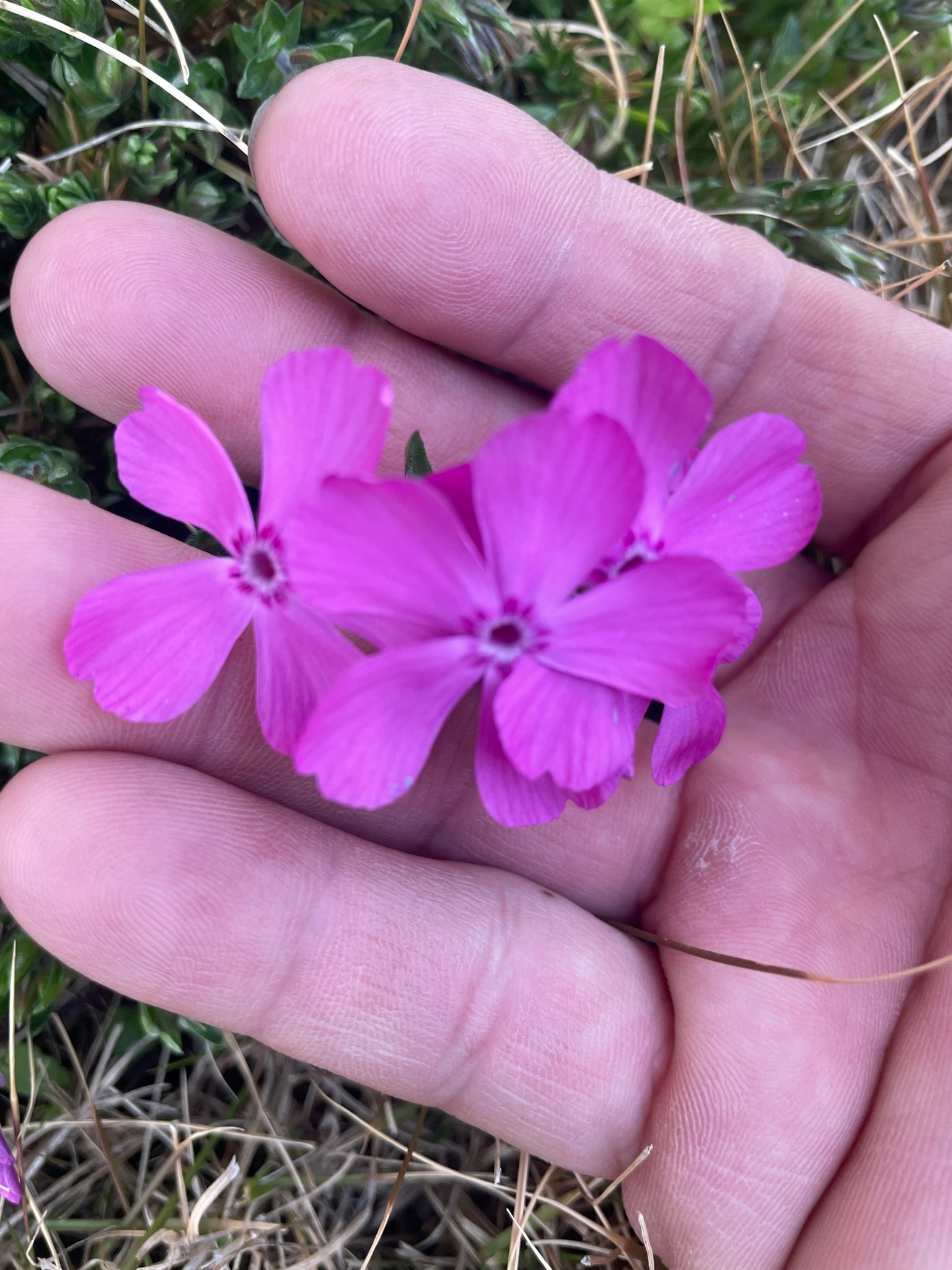 Fleurs violettes vibrantes reposant dans une paume