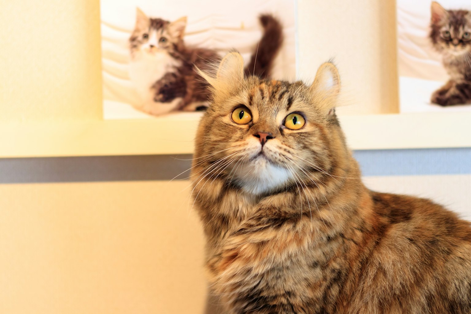 A brown-furred cat looking up with pictures of other cats in the background