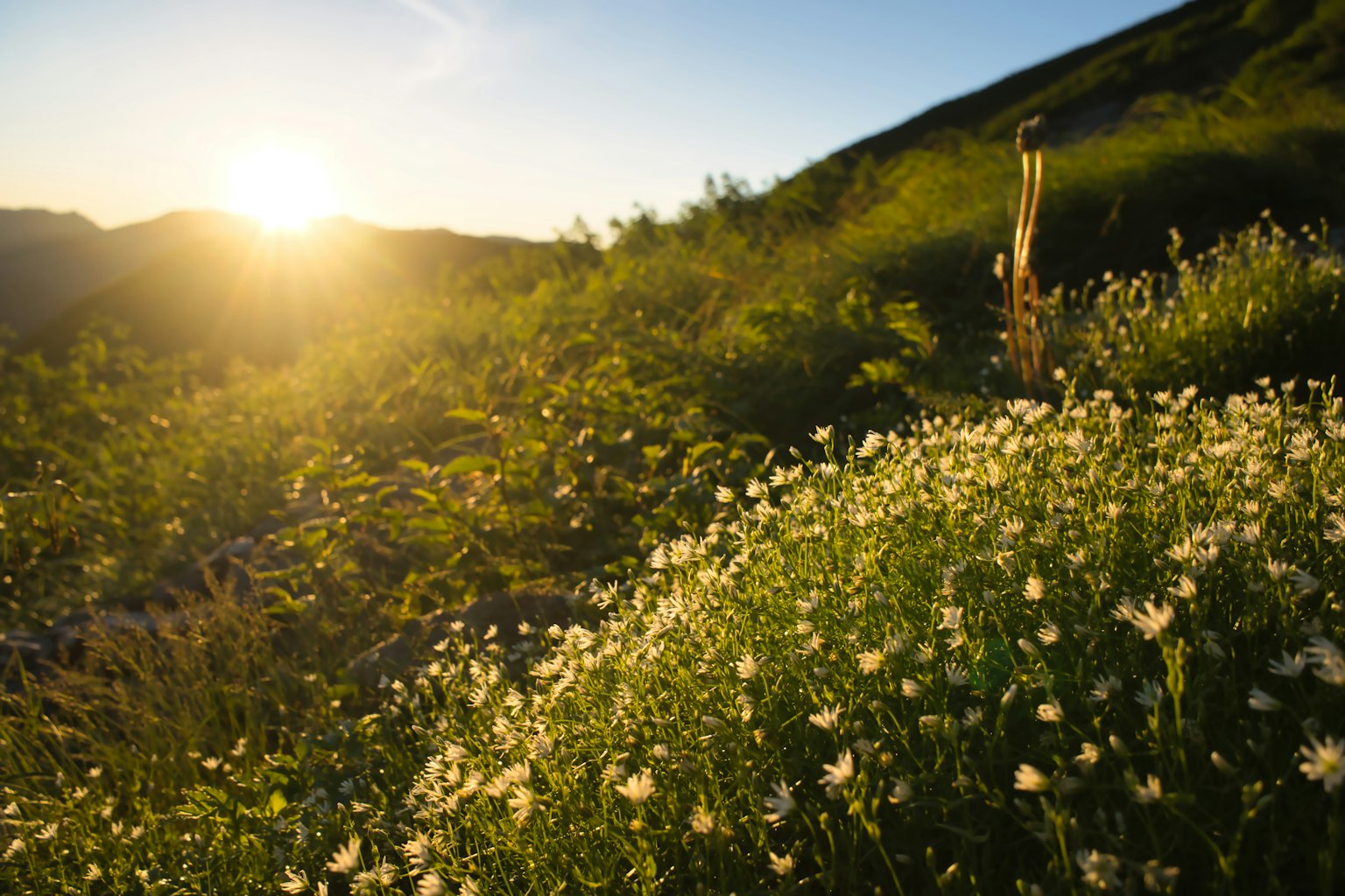 Vista escénica de un campo de flores iluminado por el atardecer colinas verdes y flores blancas