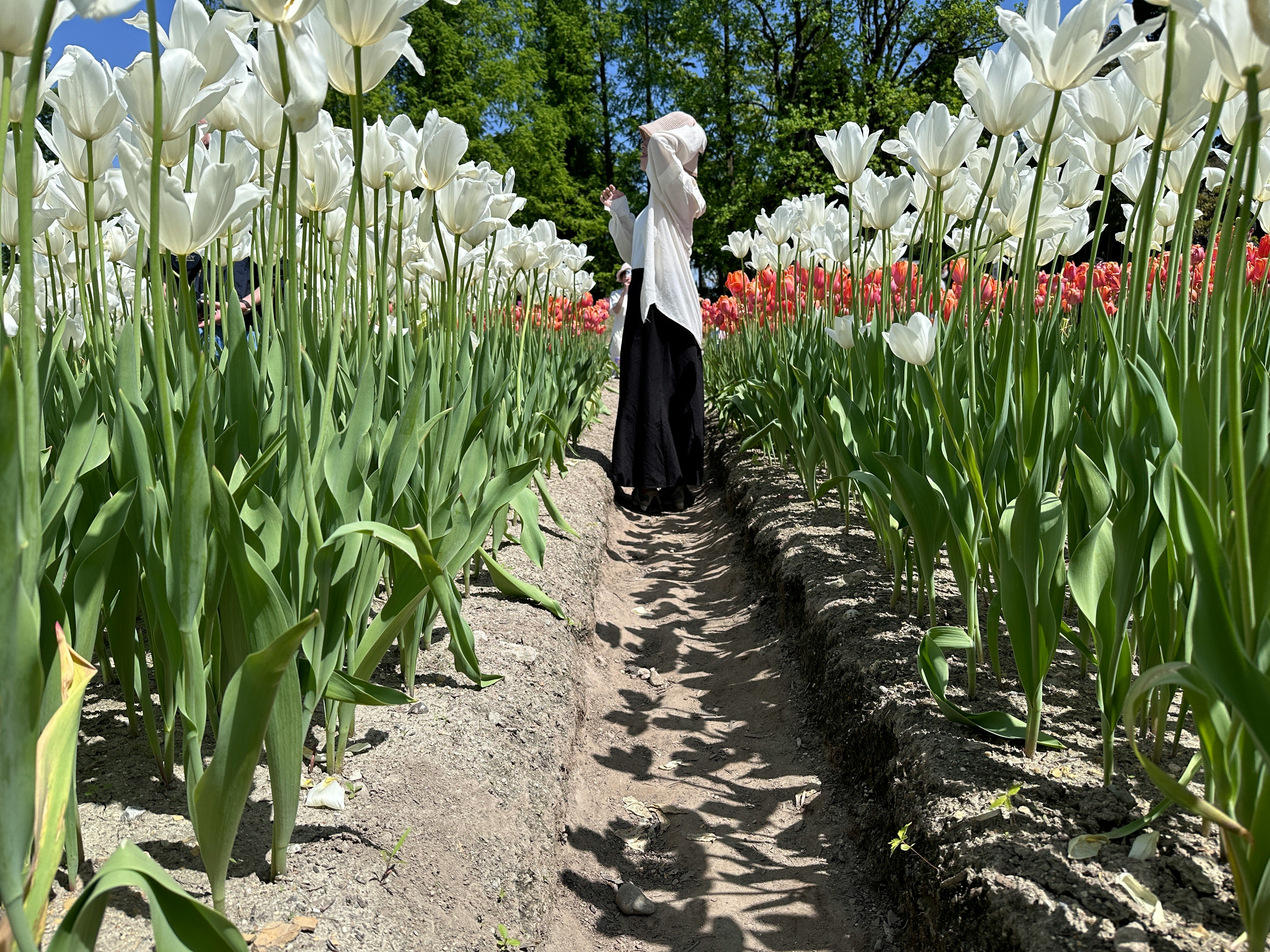 白いチューリップが並ぶ花畑の小道