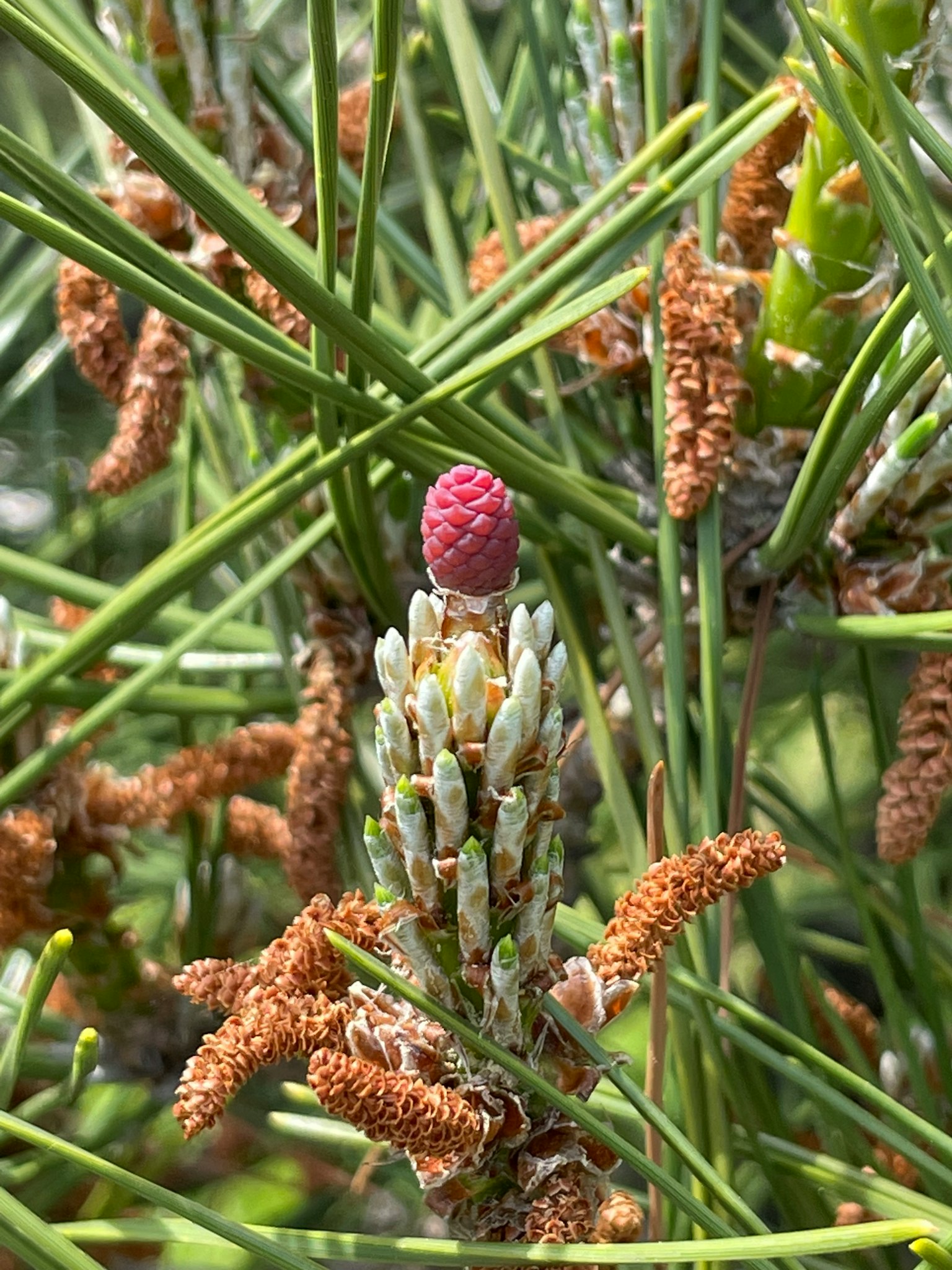 植物特写，绿色叶子间有红色花蕾和棕色雄花