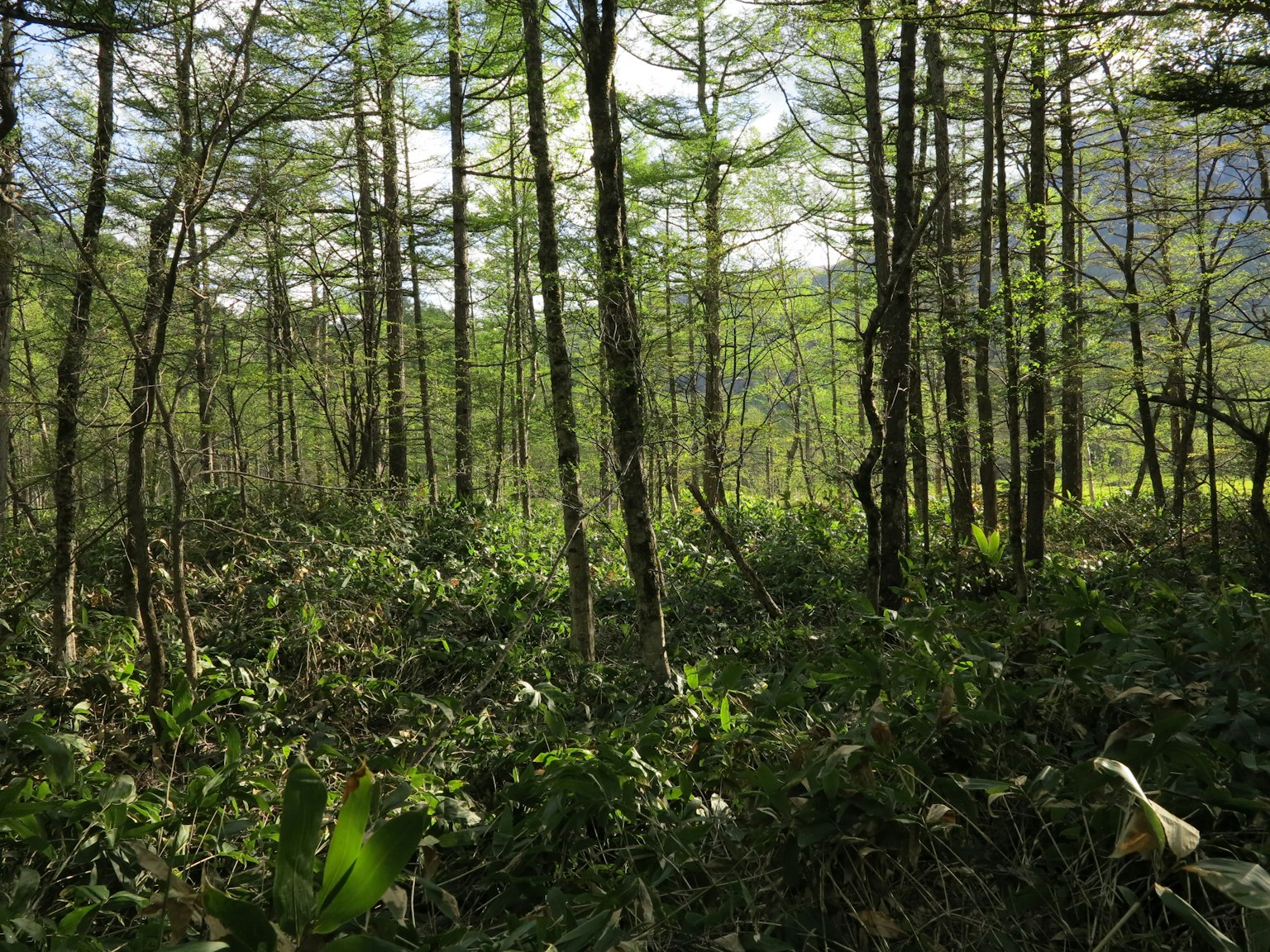緑の木々に囲まれた静かな森の風景