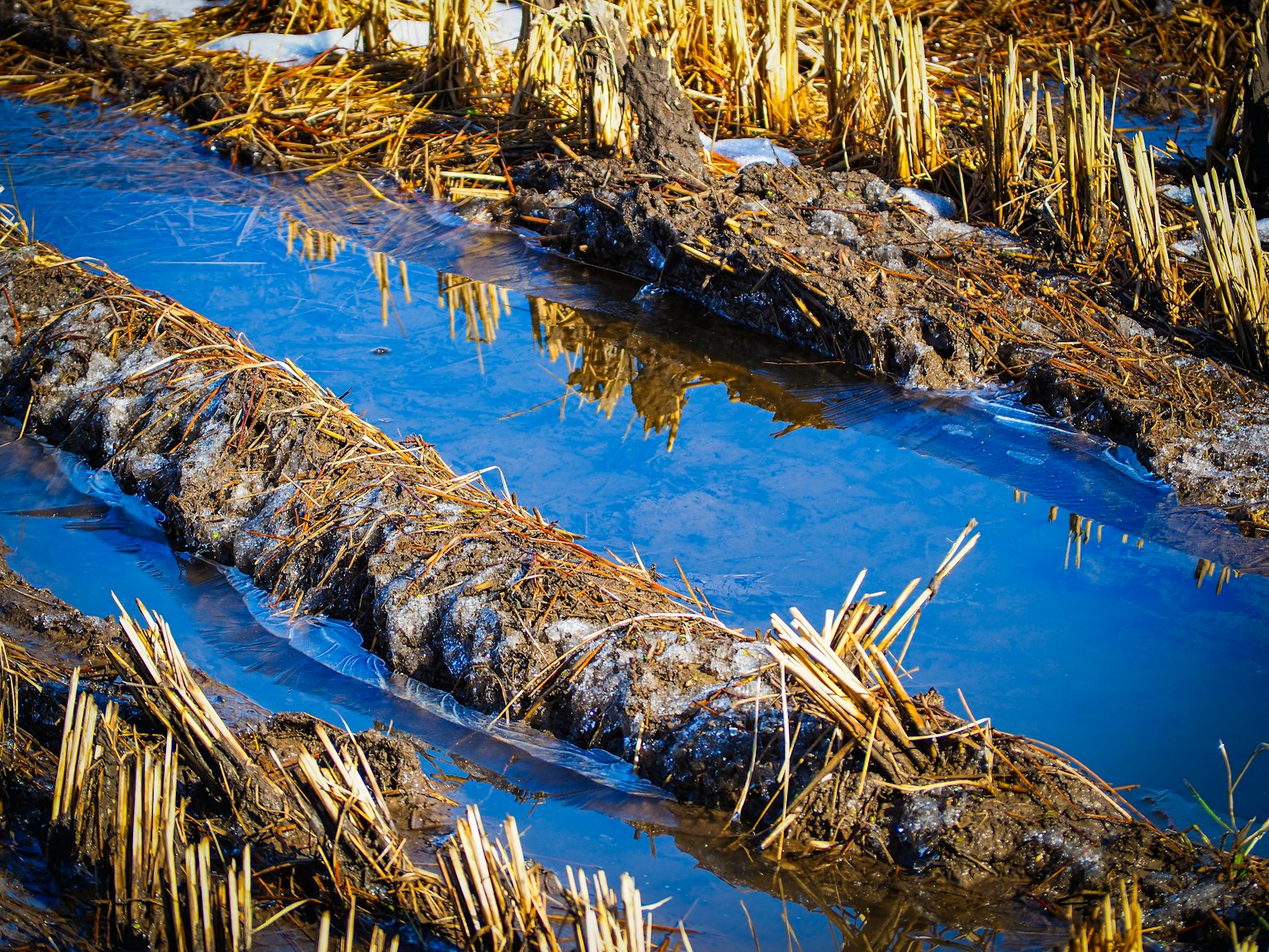 Un paysage de terres agricoles avec des flaques d'eau et des restes de tiges de riz sèches