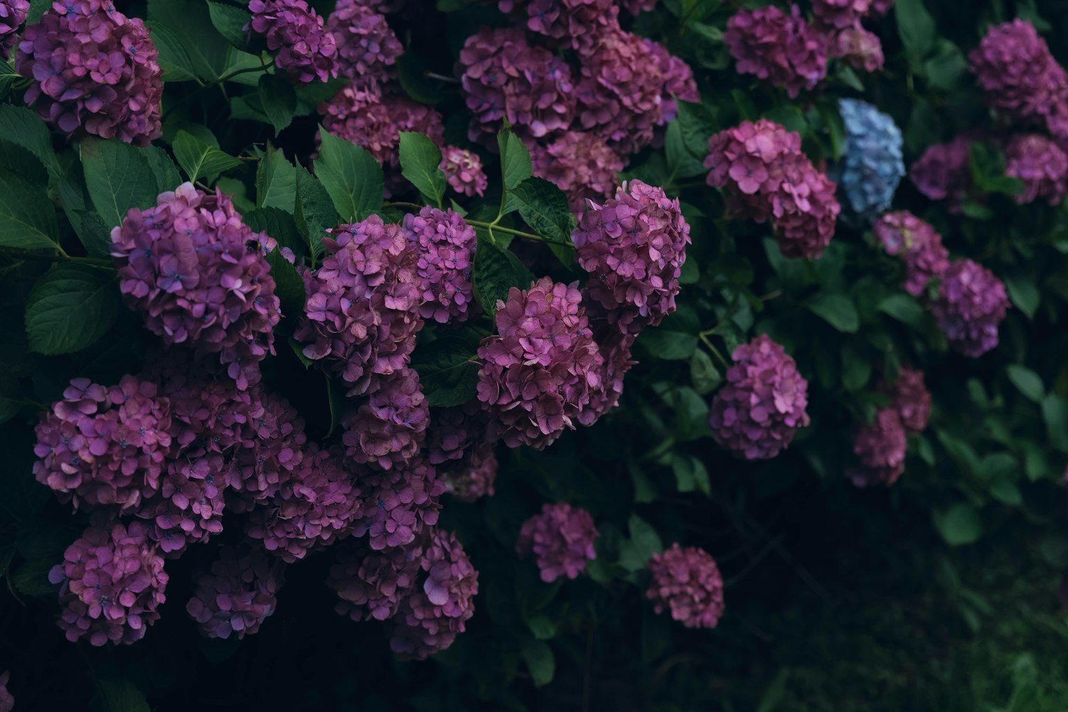 Un groupe de fleurs d'hortensia violettes en fleurs