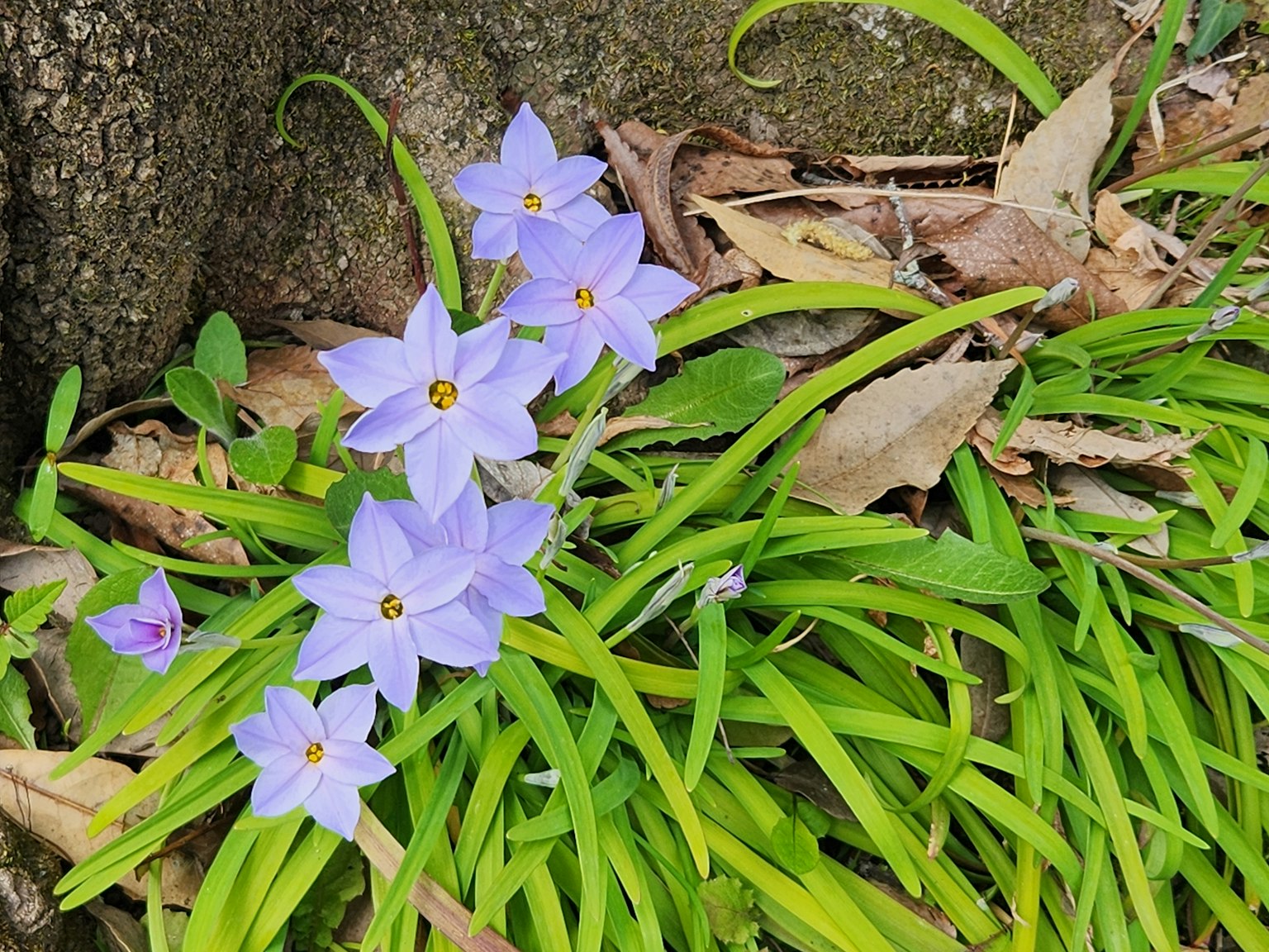 地面附近的紫色花朵與綠色草坪的圖像