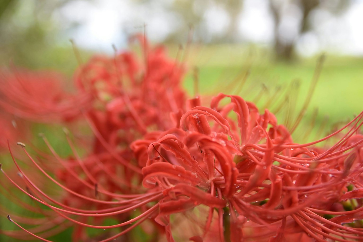 Foto close-up dari kelopak bunga lili laba-laba merah cerah