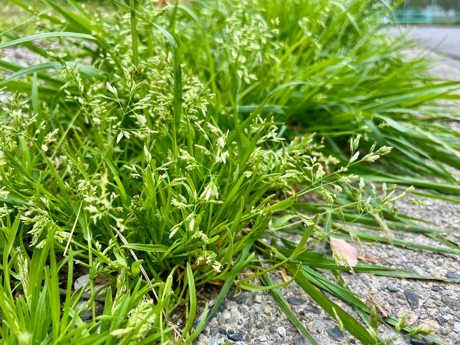 Acercamiento de hierba verde con pequeñas flores blancas