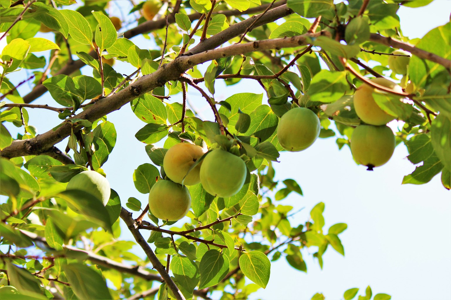 Branche d'un arbre avec des fruits verts et des feuilles vertes luxuriantes