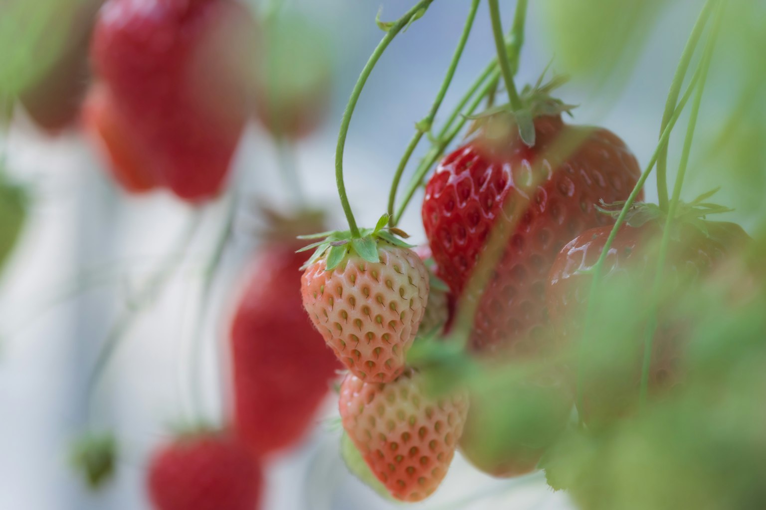 Gros plan de fraises rouges et vertes suspendues à des plantes