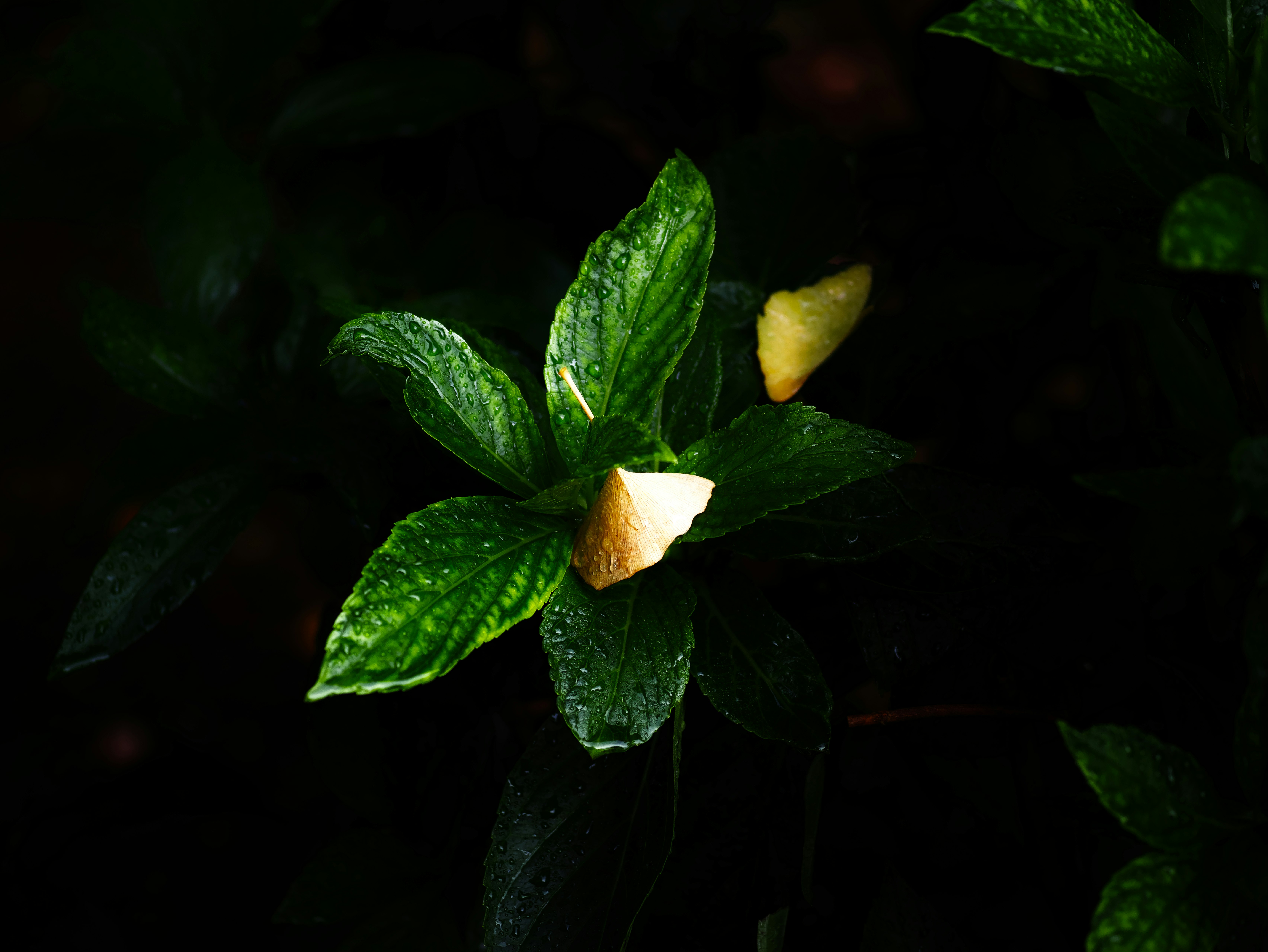 暗い背景に浮かぶ緑の葉と小さな花