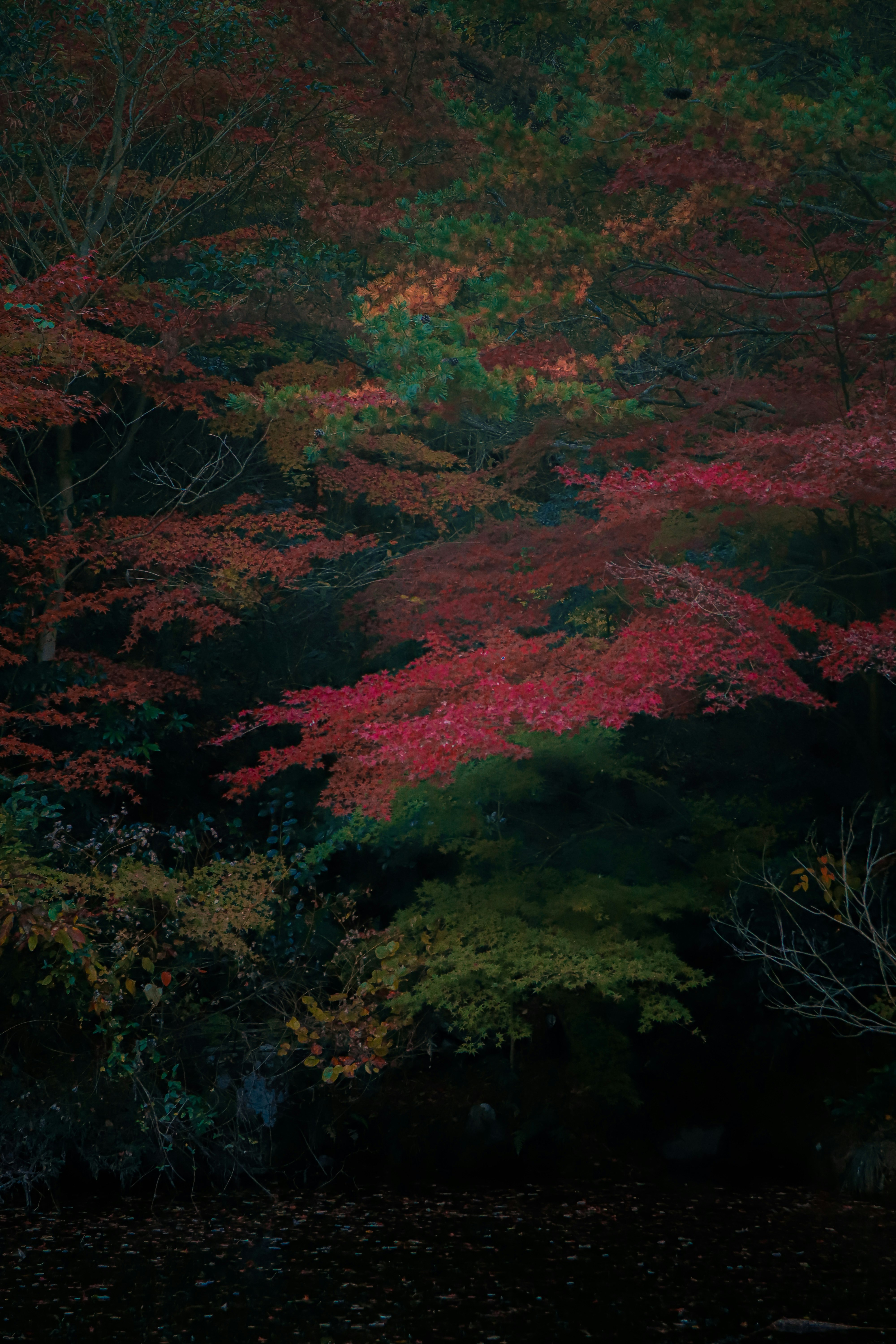 紅葉の山道を覆う赤や緑の木々の景色