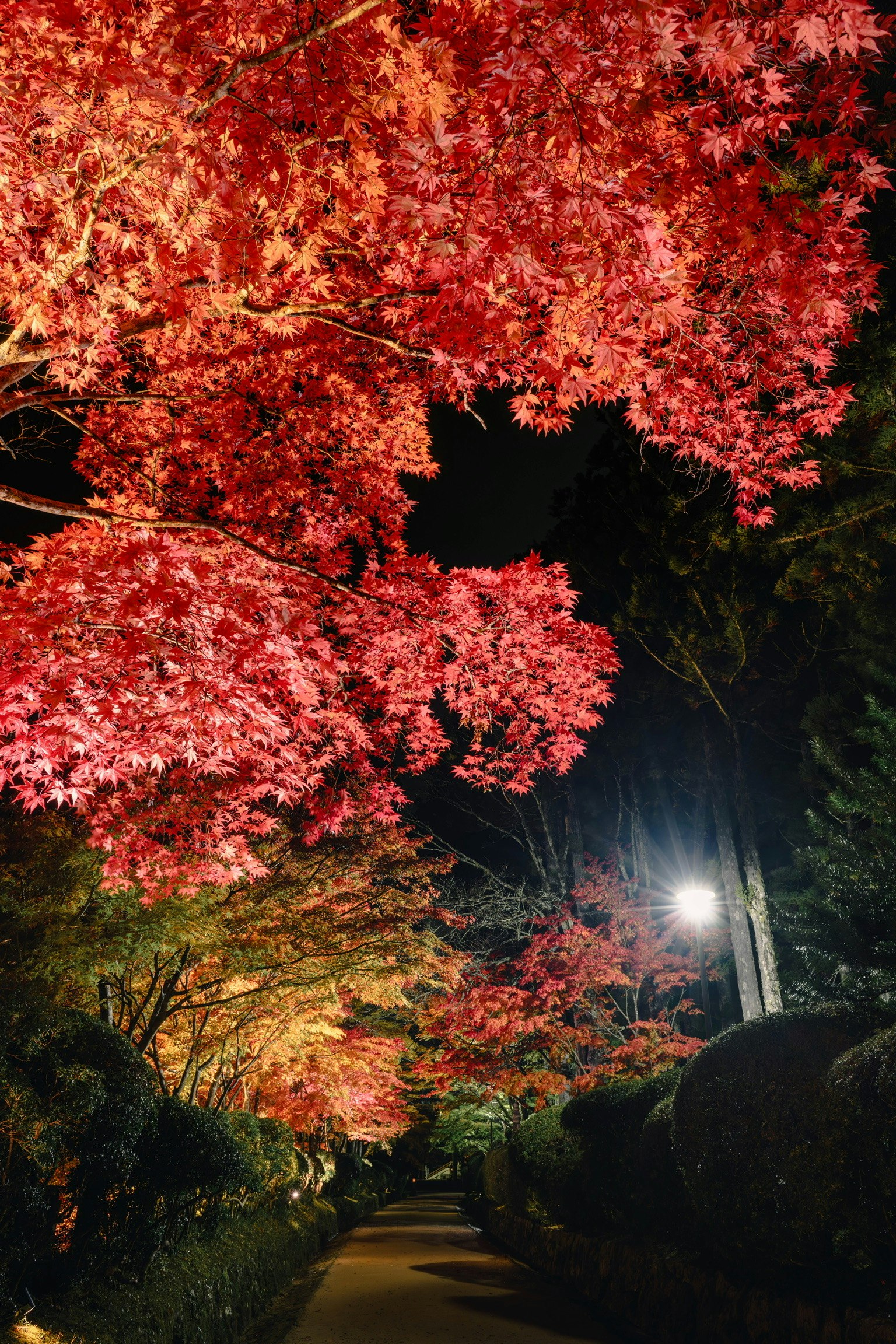 Arboleda de momiji iluminados a lo largo del Jabara-michi en Koyasan