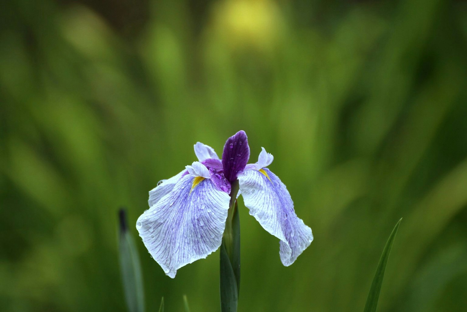 Blue iris flower with purple petals against a green background