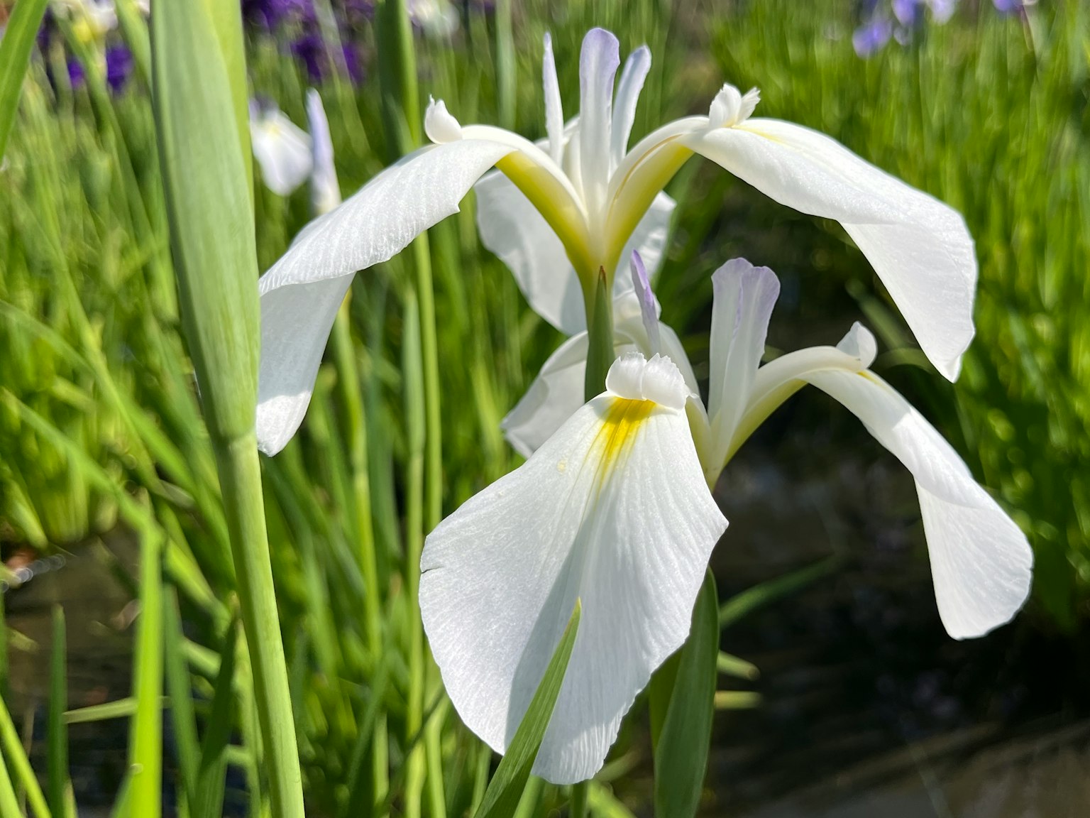 Weiße Irisblüte umgeben von grünen Blättern
