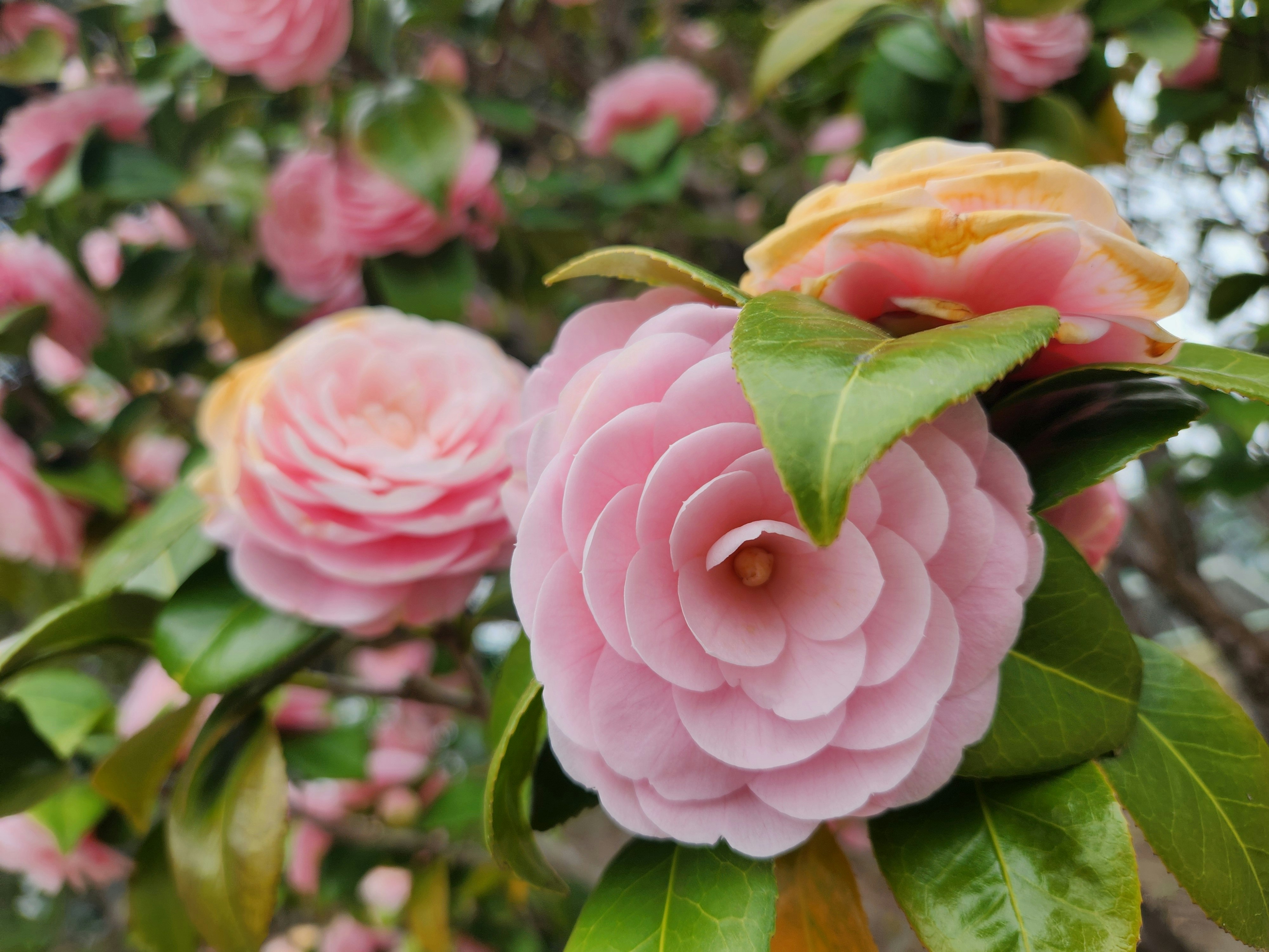 ピンクの椿の花が咲く春の花のクローズアップ