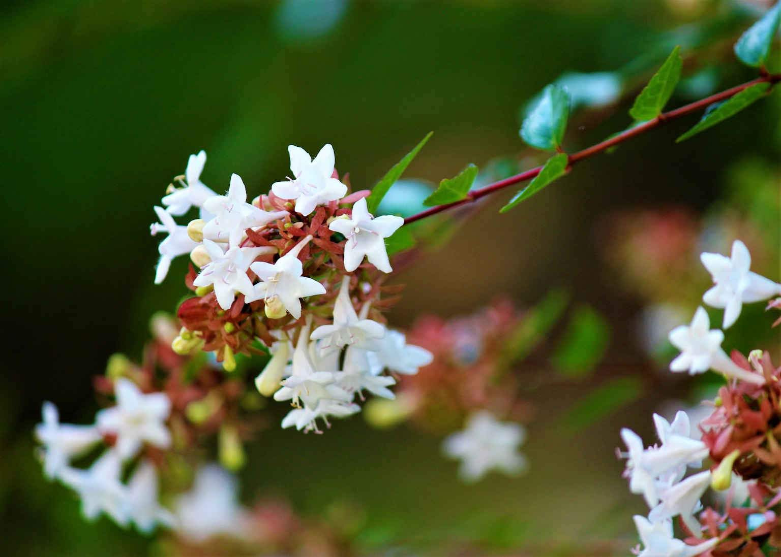 Gros plan sur une branche avec de petites fleurs blanches