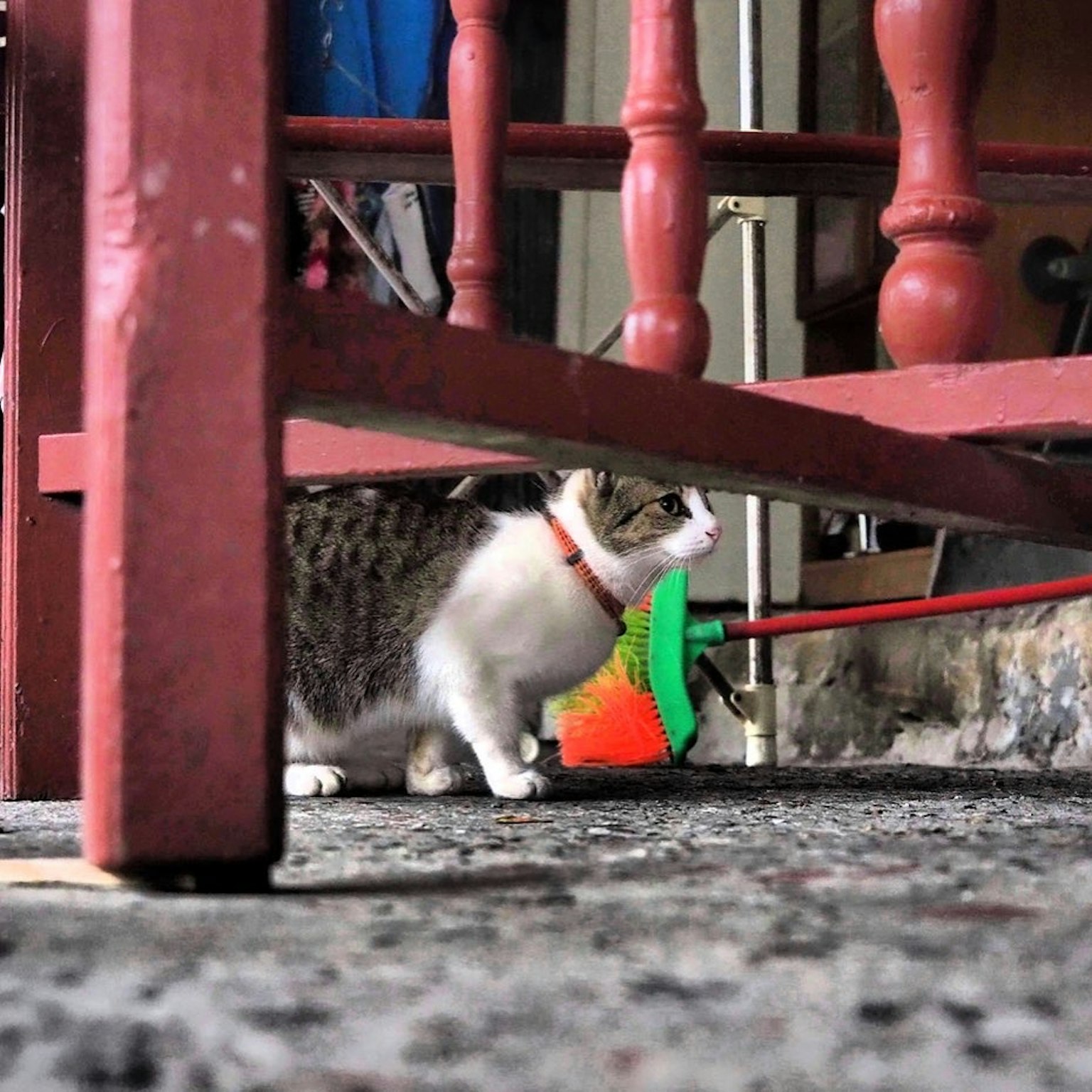 Eine Katze erkundet unter einem roten Stuhl