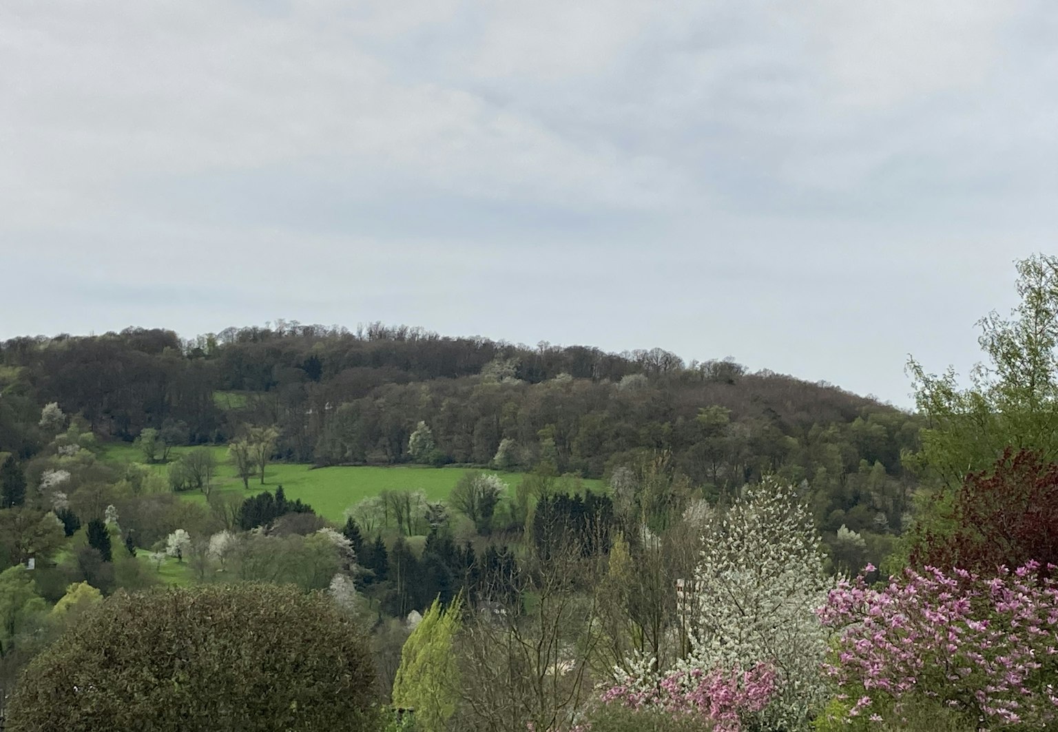 Vue pittoresque de collines verdoyantes et de fleurs en fleurs